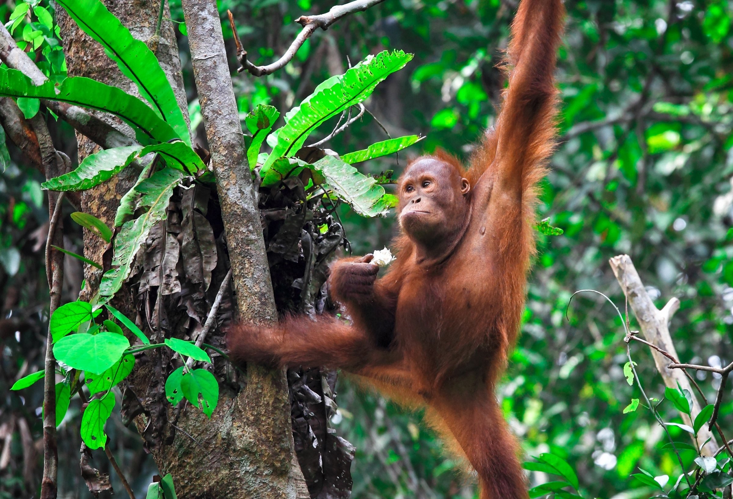 Orang-oetan reservaat Sepilok Borneo