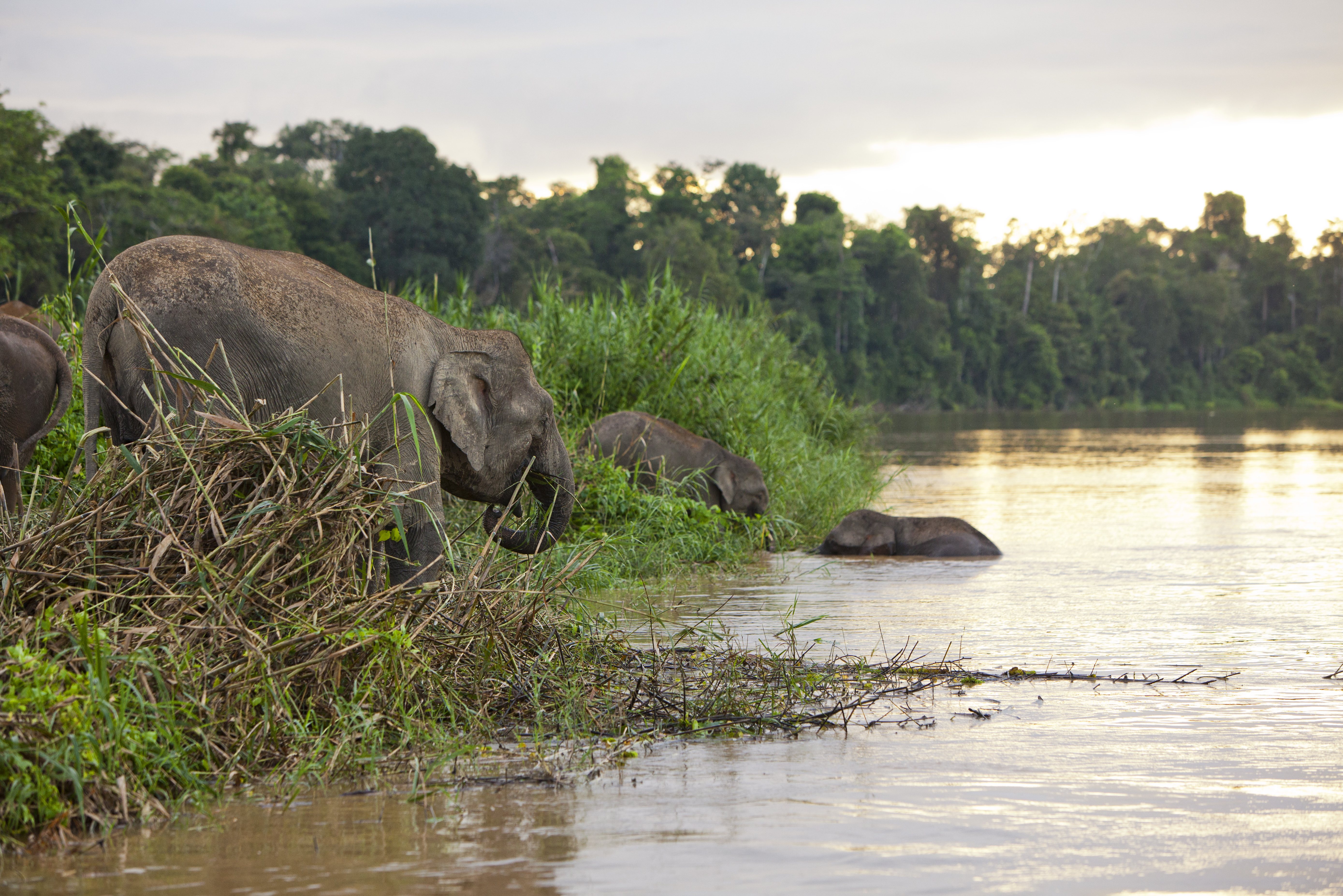 Olifanten in de Kinabatangan rivier Borneo