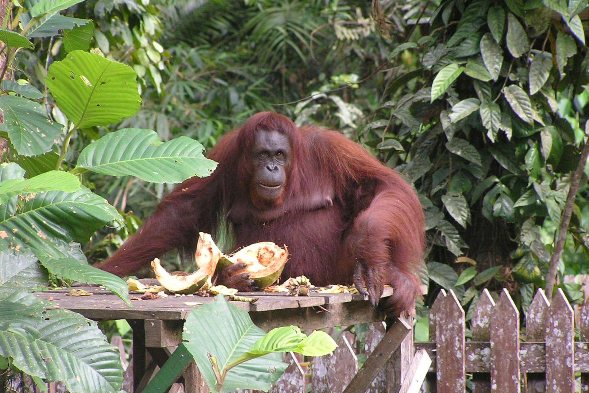 Semenggoh orang-oetan reservaat vlakbij Kuching