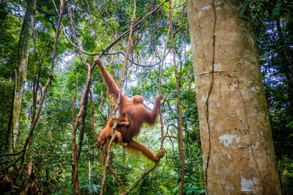 Sabah: Highlights & jungle van Borneo