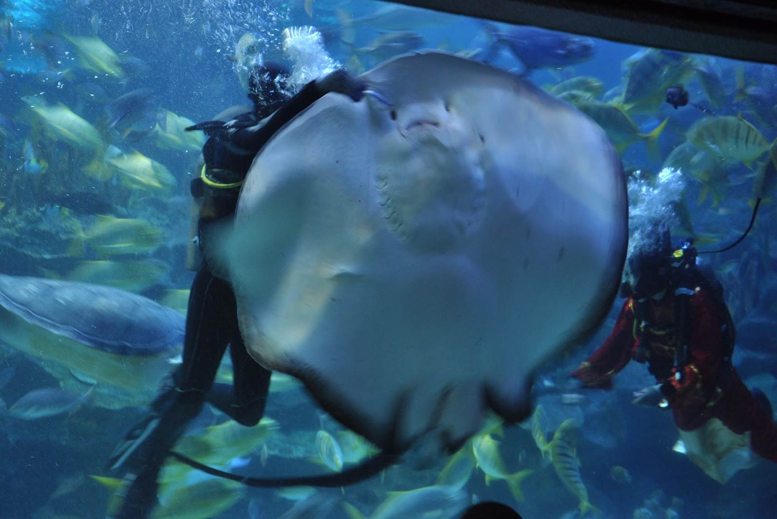 Aquarium in KLCC Shoppingmall in Kuala Lumpur