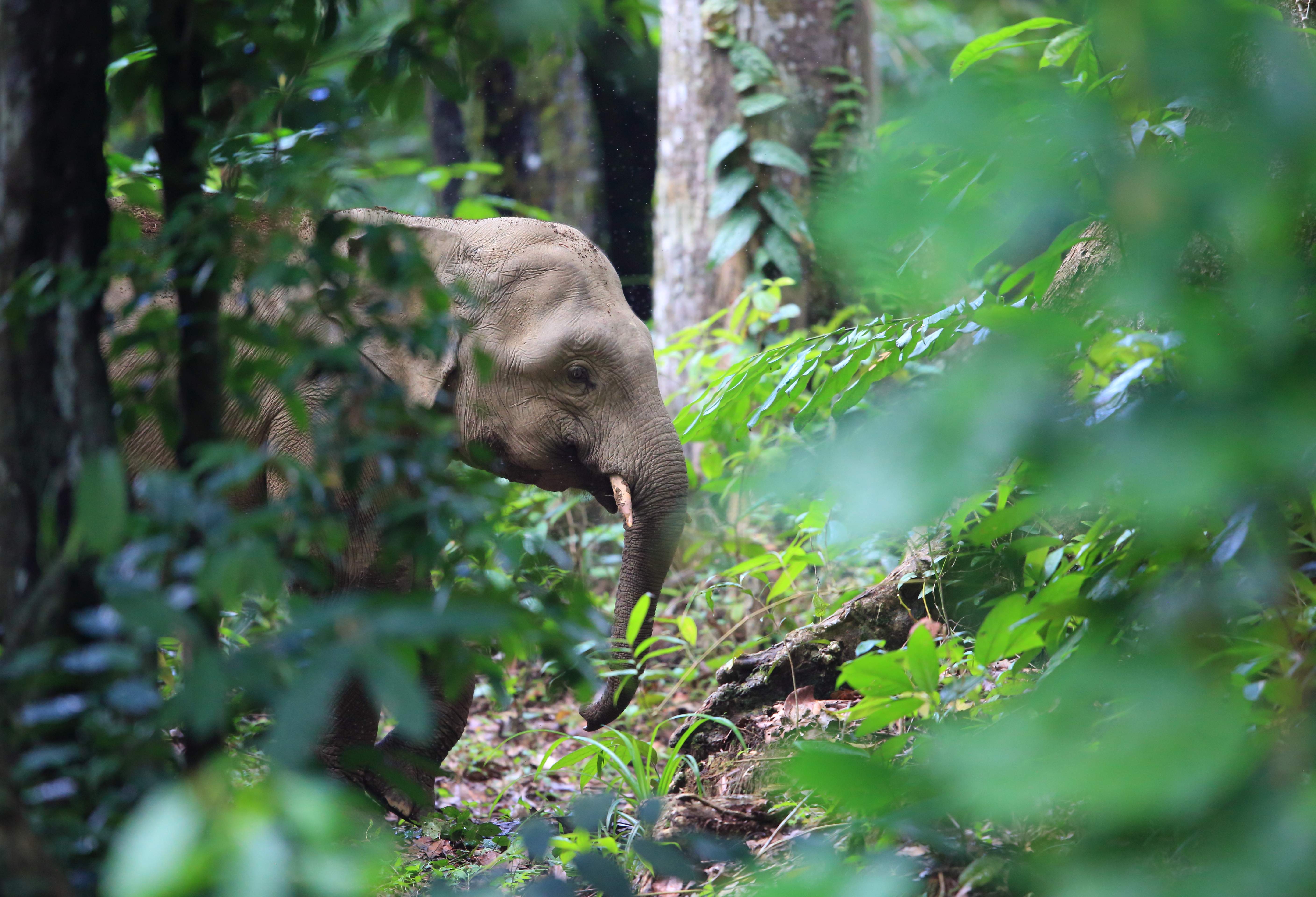 olifant bij de Kinabatangan rivier Sabah Borneo
