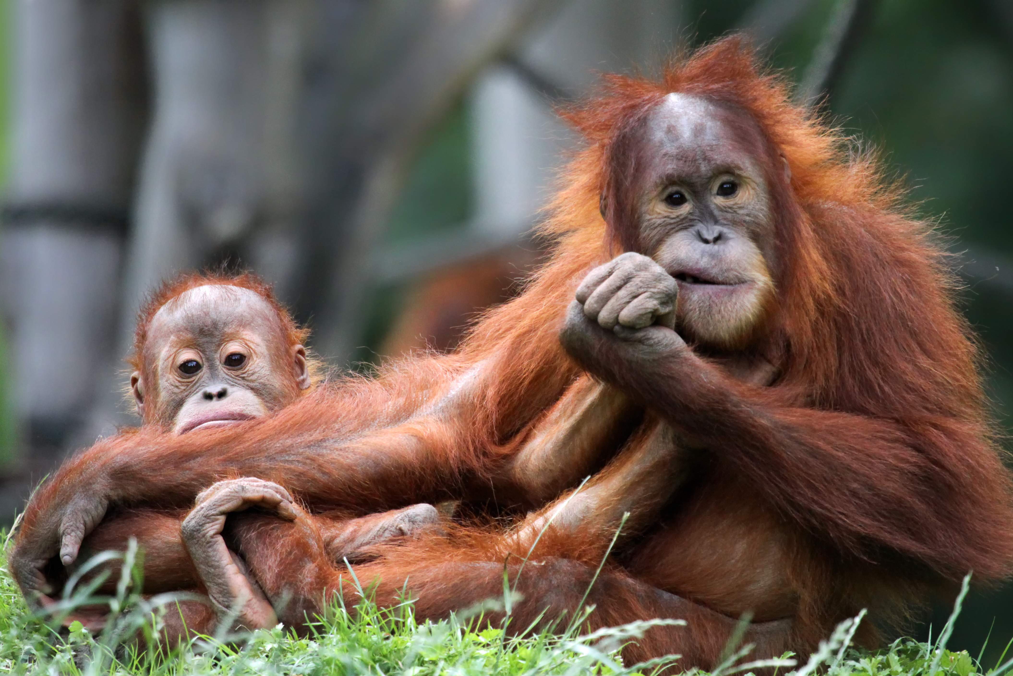 Orang oetans bij Sepilok Borneo