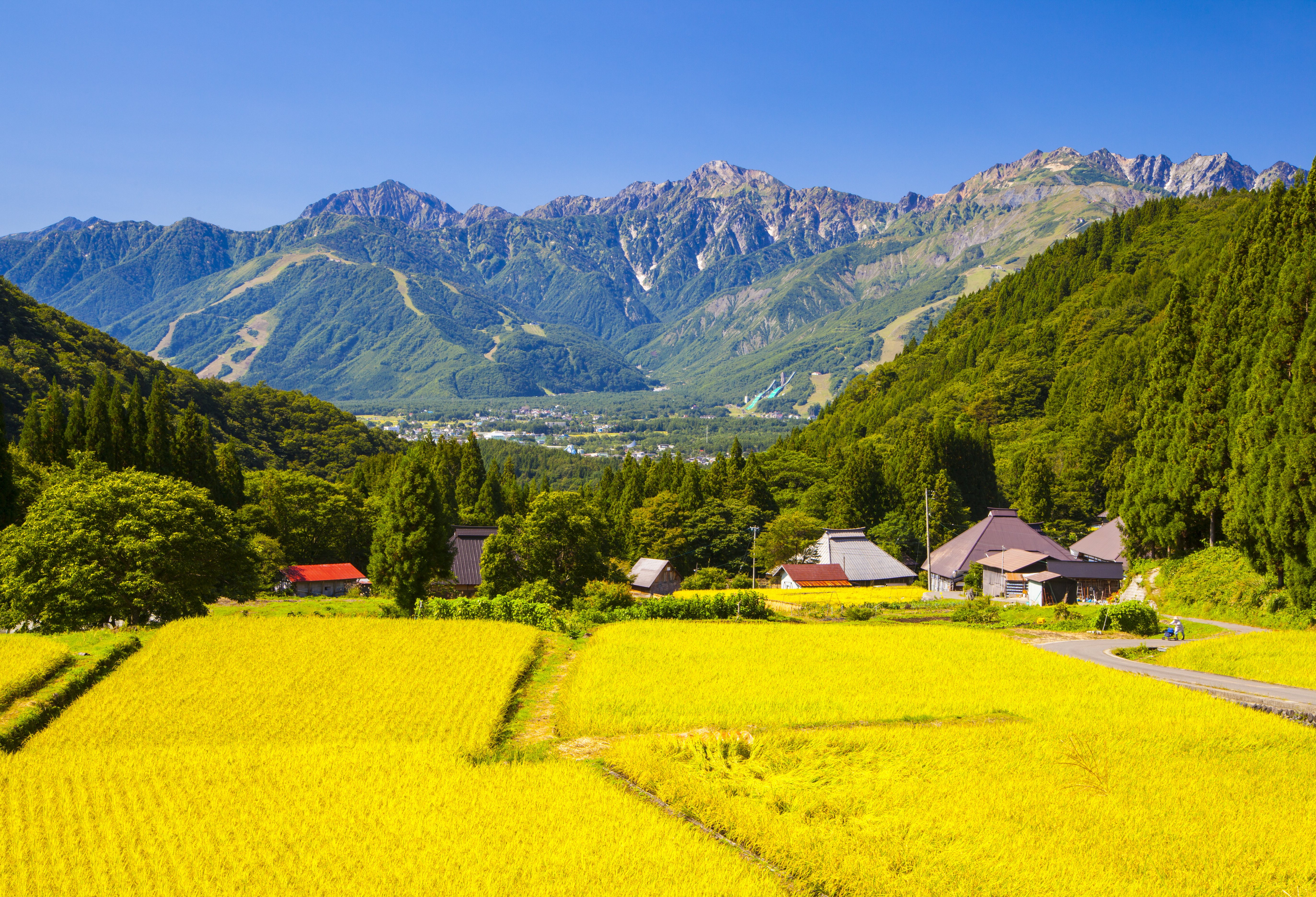 Japanse Alpen en rijstvelden