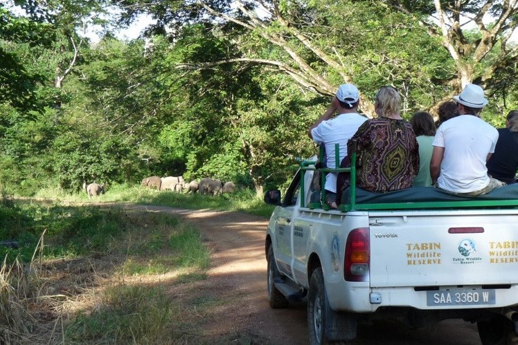 olifanten in Tabin Nature Reserve Borneo