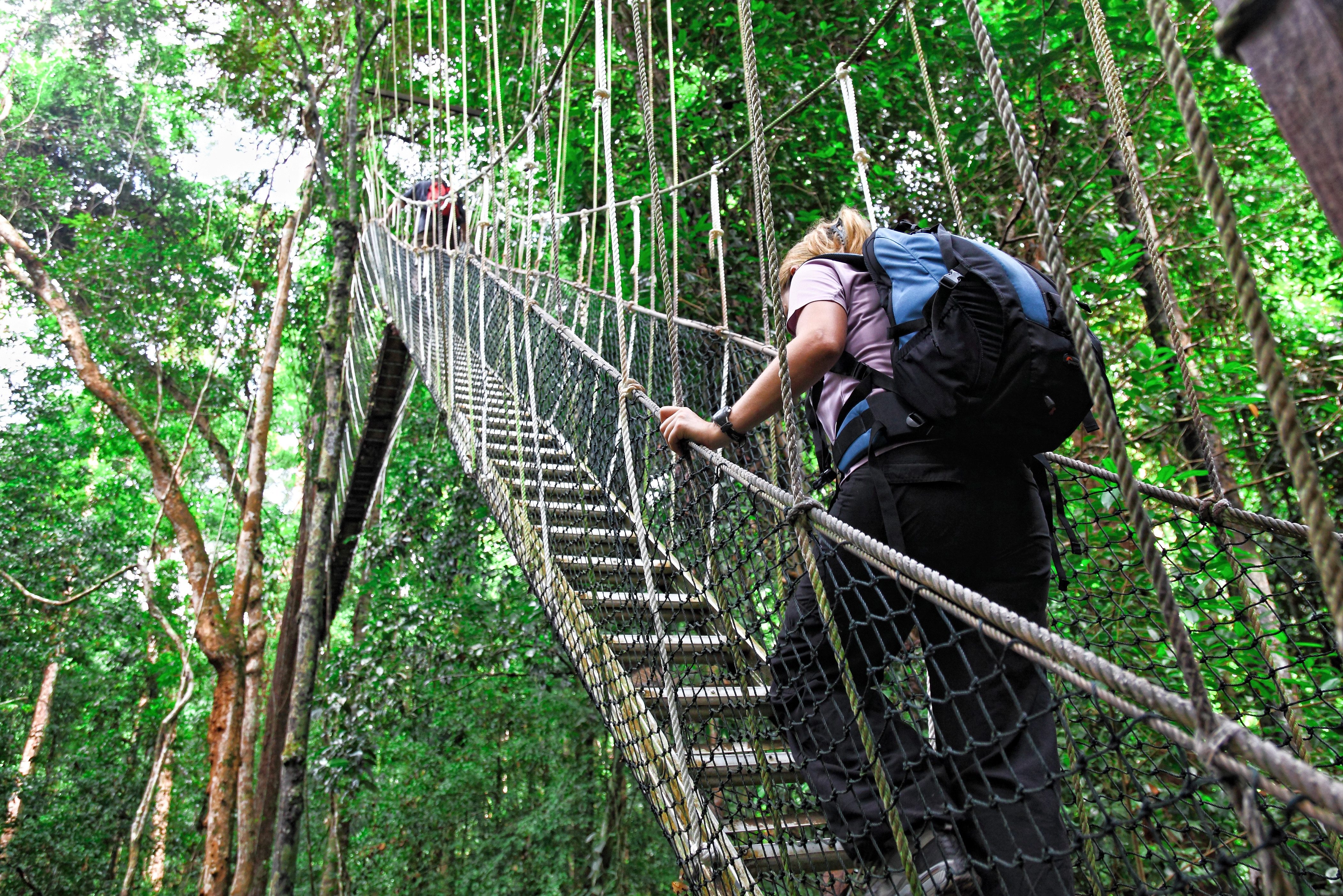 Canopy walkway in Taman Negara National Park