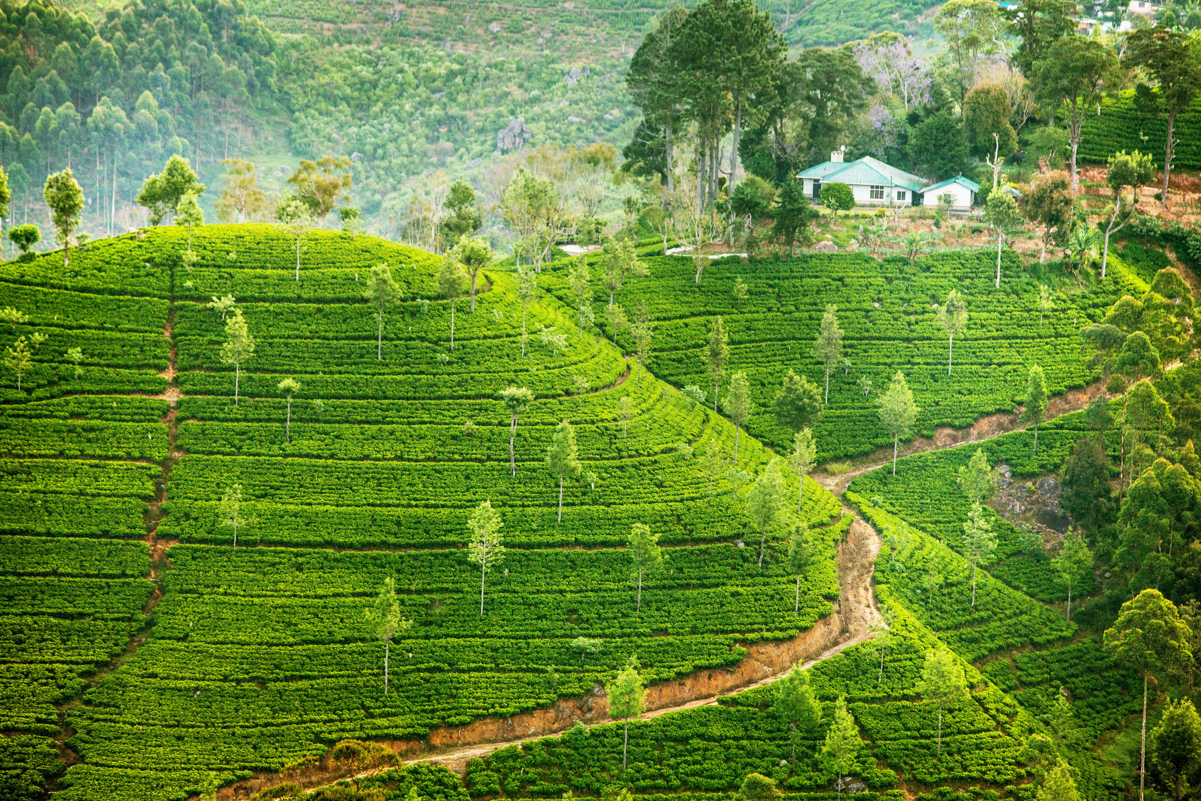 Граница шри ланки. Остров Цейлон чайная плантация.. Шри Ланка чайные плантации. Чайные плантации Цейлона. Цейлонские плантации Шри Ланка.