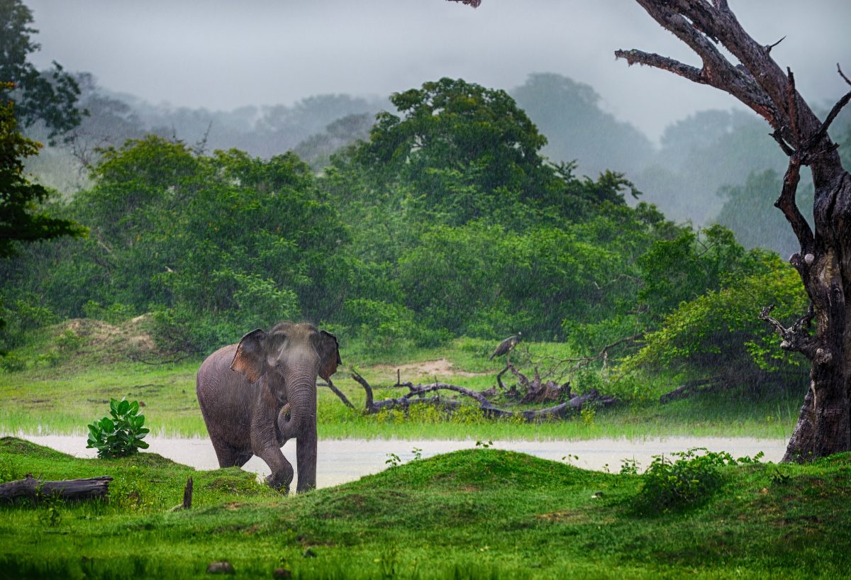 Rondreis Sri Lanka En Malediven Weken Travel