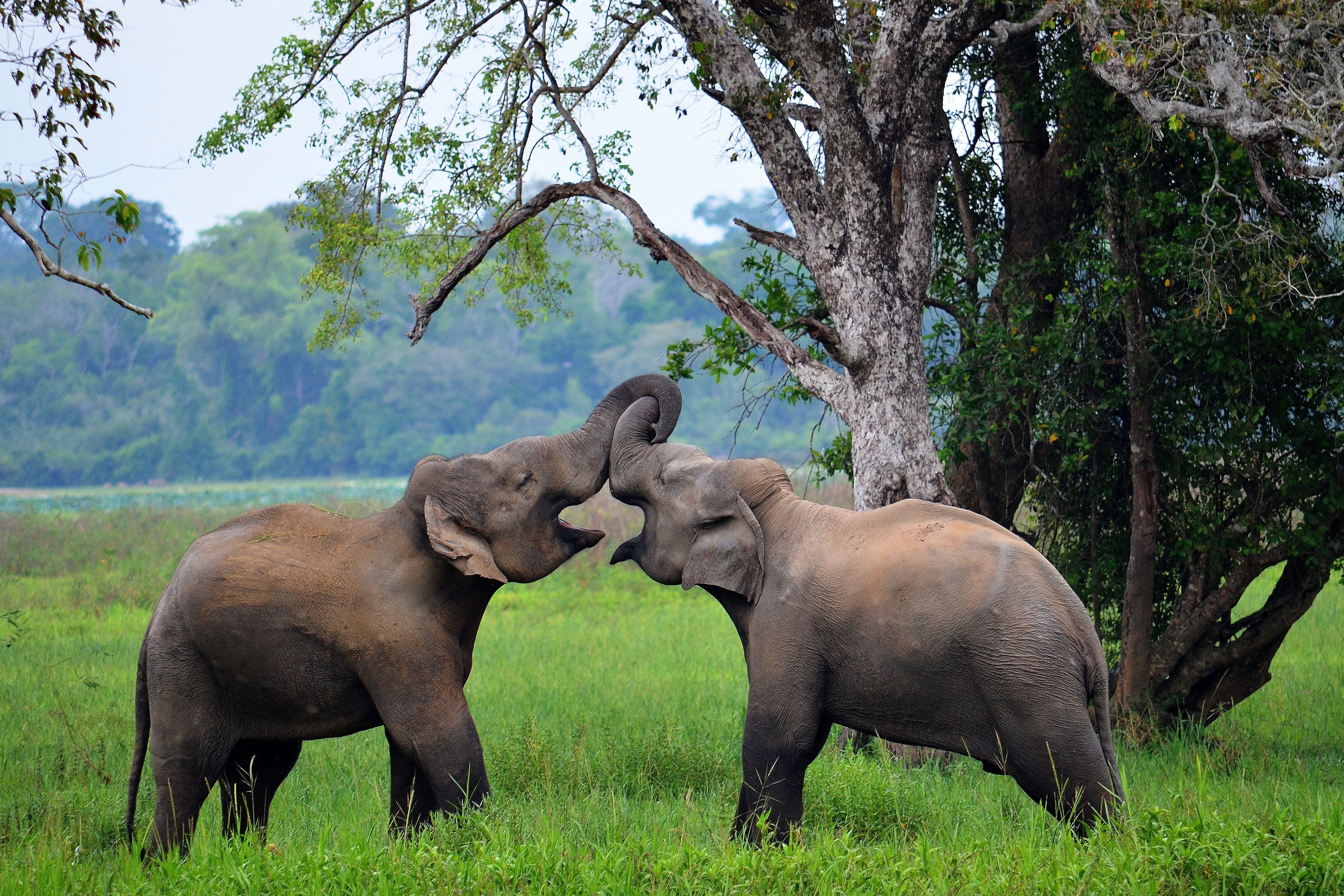Olifanten in Yala in Sri Lanka