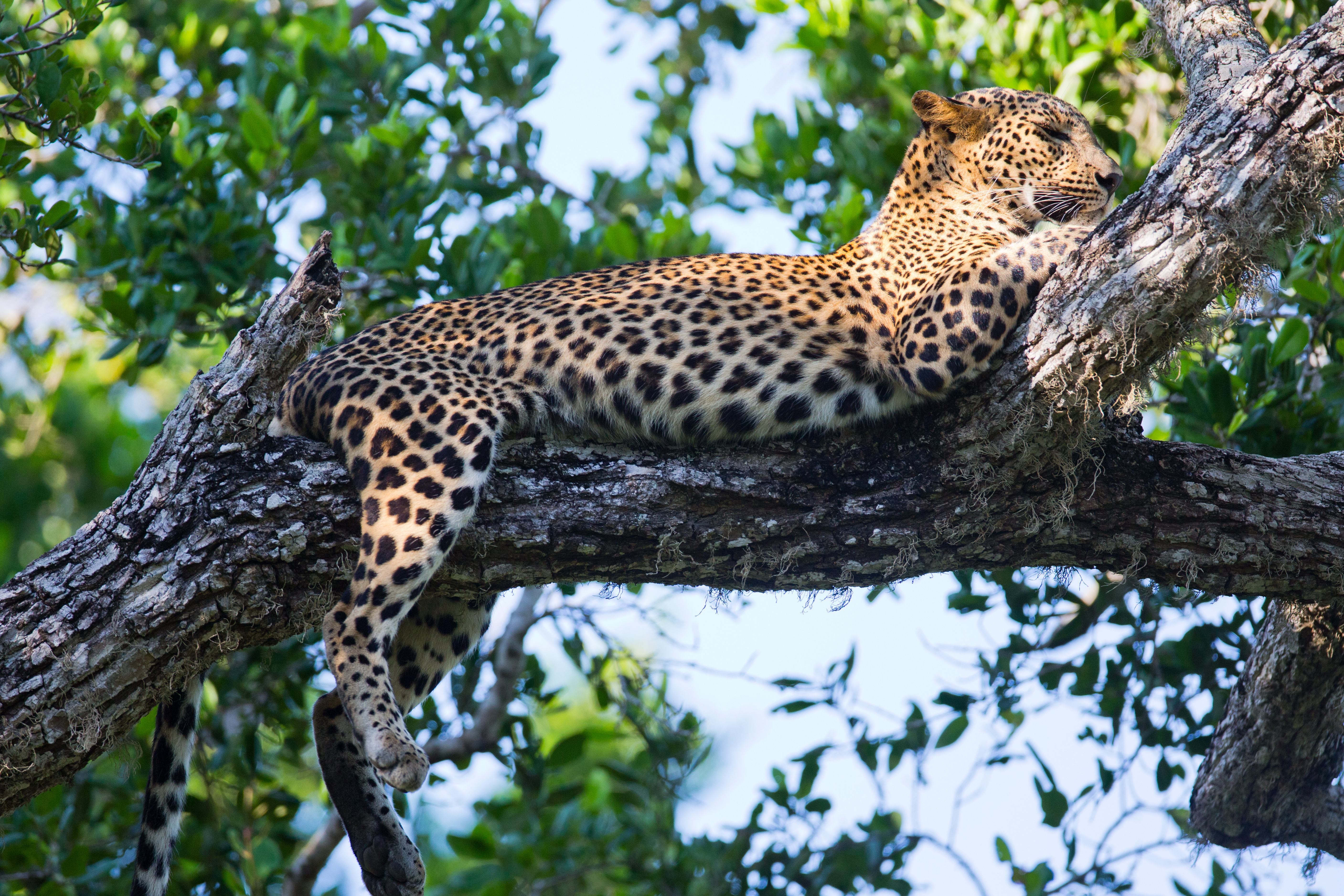 Luipaard in de boom in Yala Sri Lanka