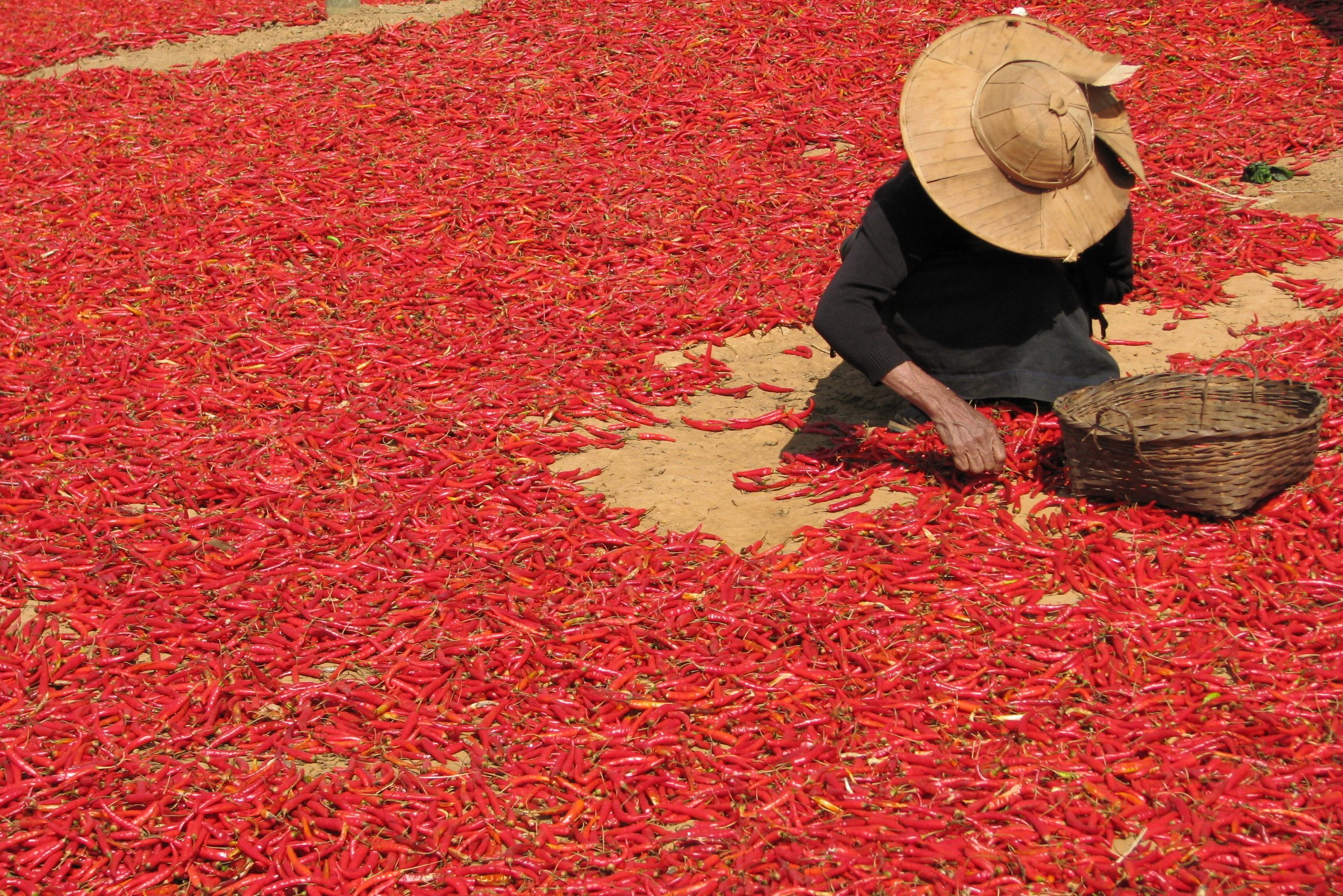 Pepers drogen in de zon Myanmar