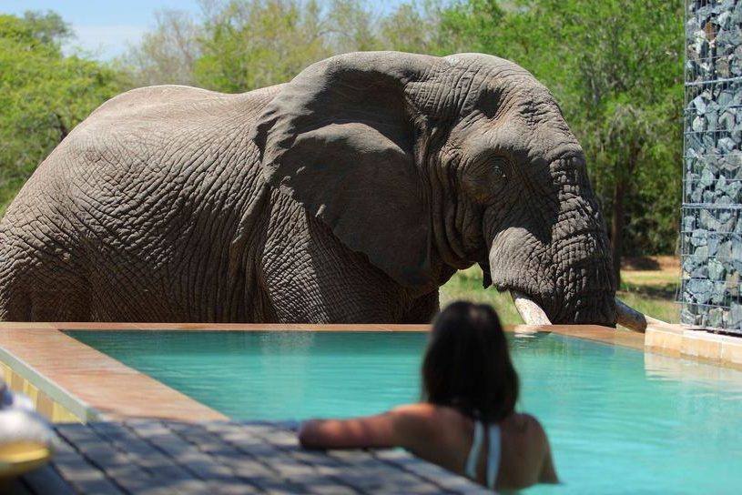 zwembad van phinda private game reserve in zuid afrika