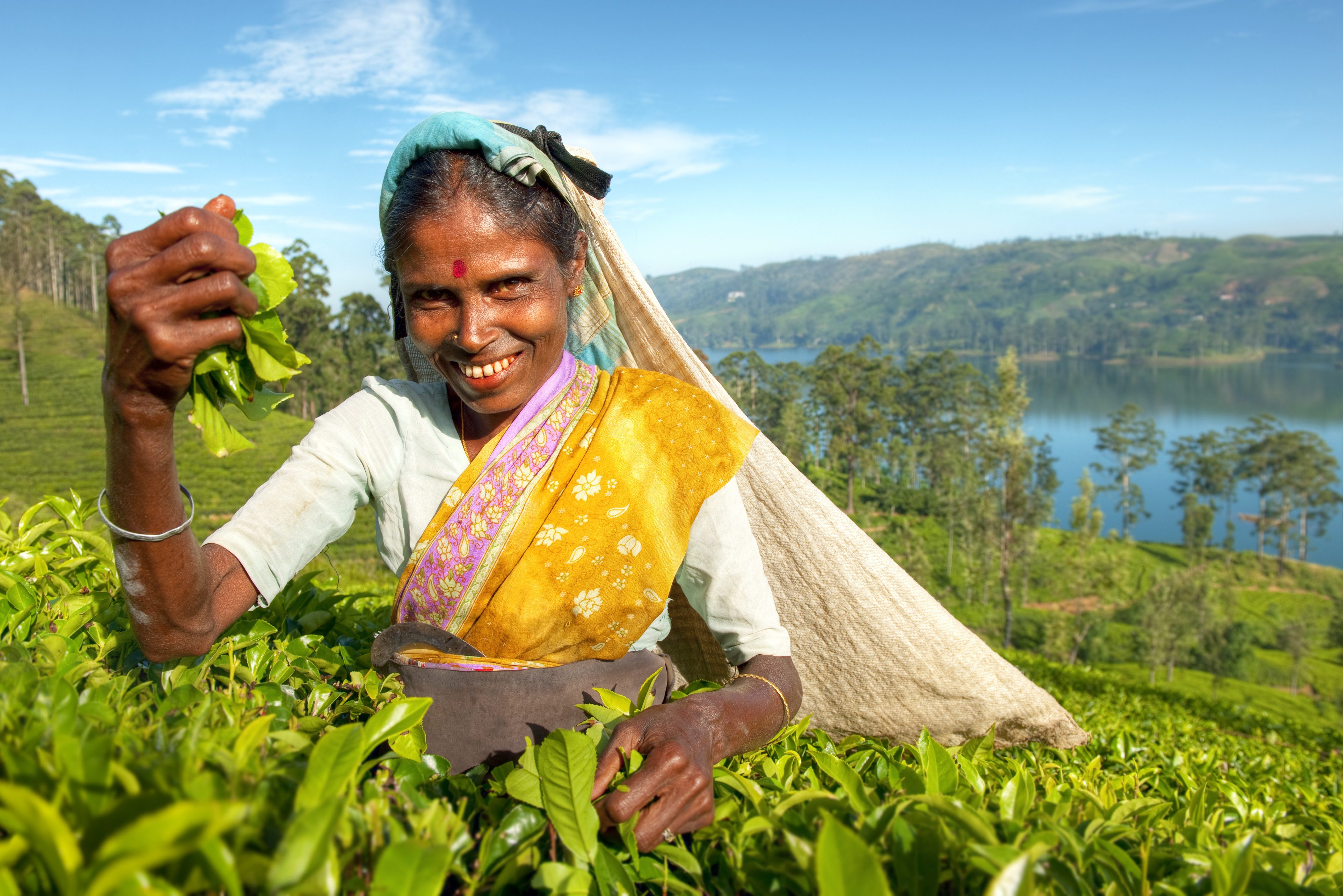 Theepluster Nuwara Eliya in Sri Lanka