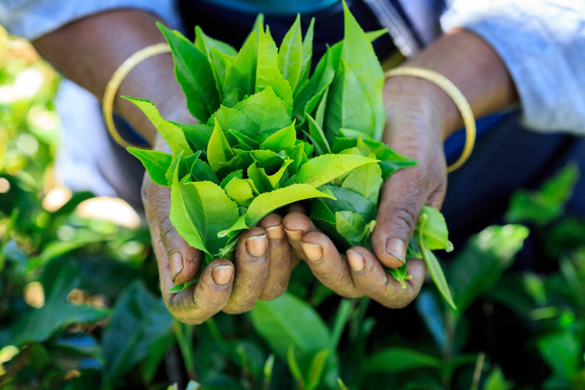 Ceylon theeblaadjes Nuwara Eliya
