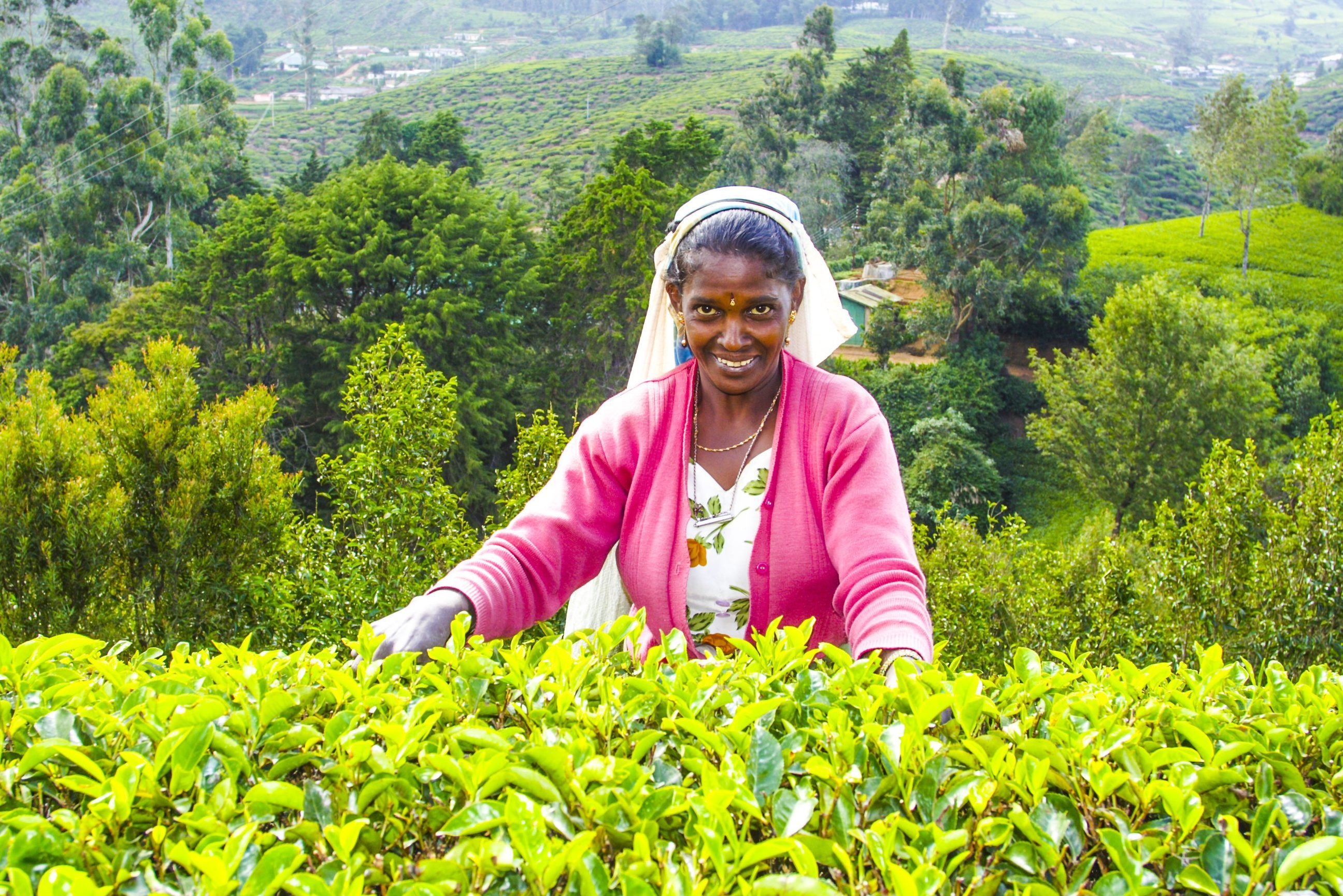 Theeplukster in Nuwara Eliya