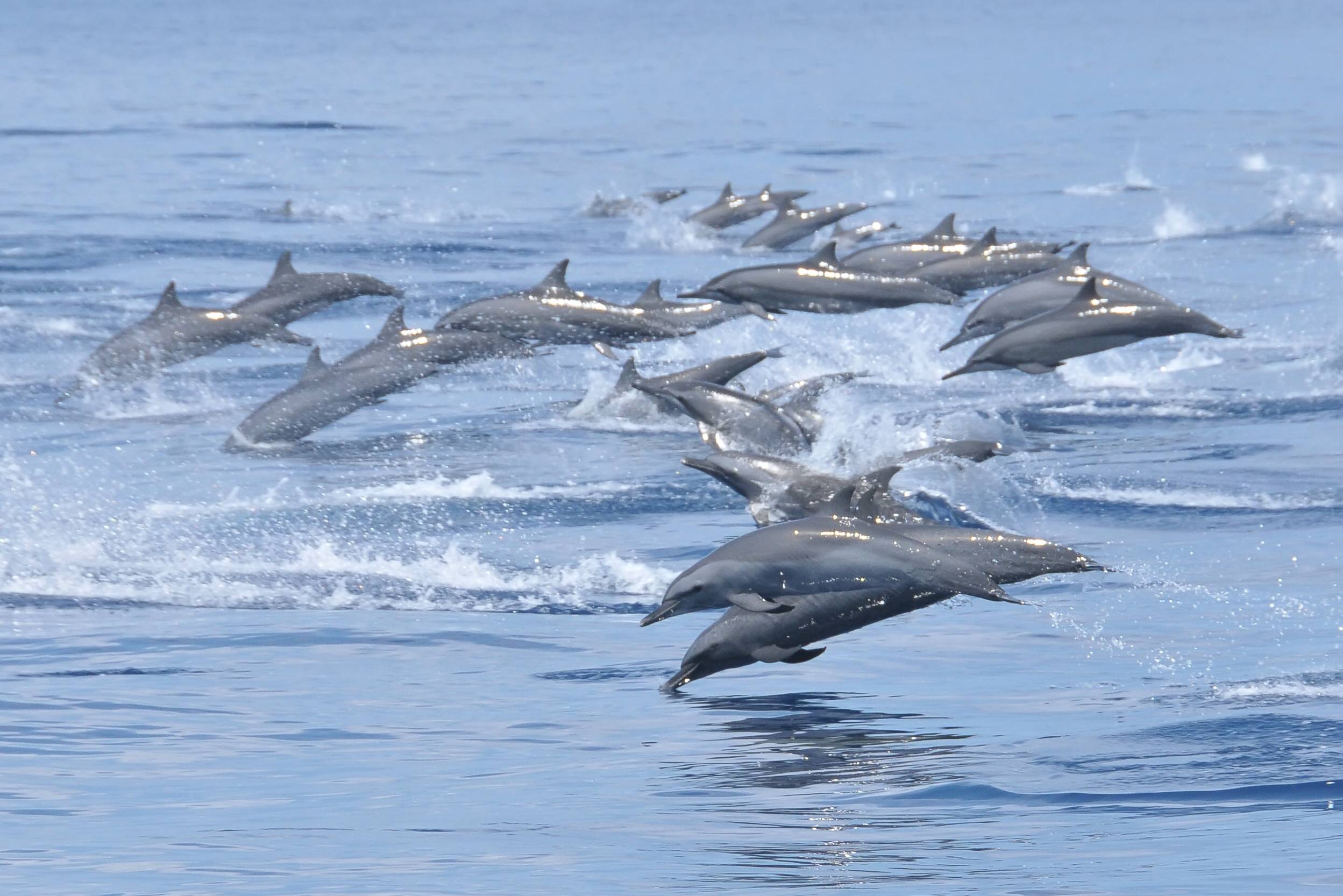 Dolfijnen tijdens boottocht Kalpitiya in Sri Lanka