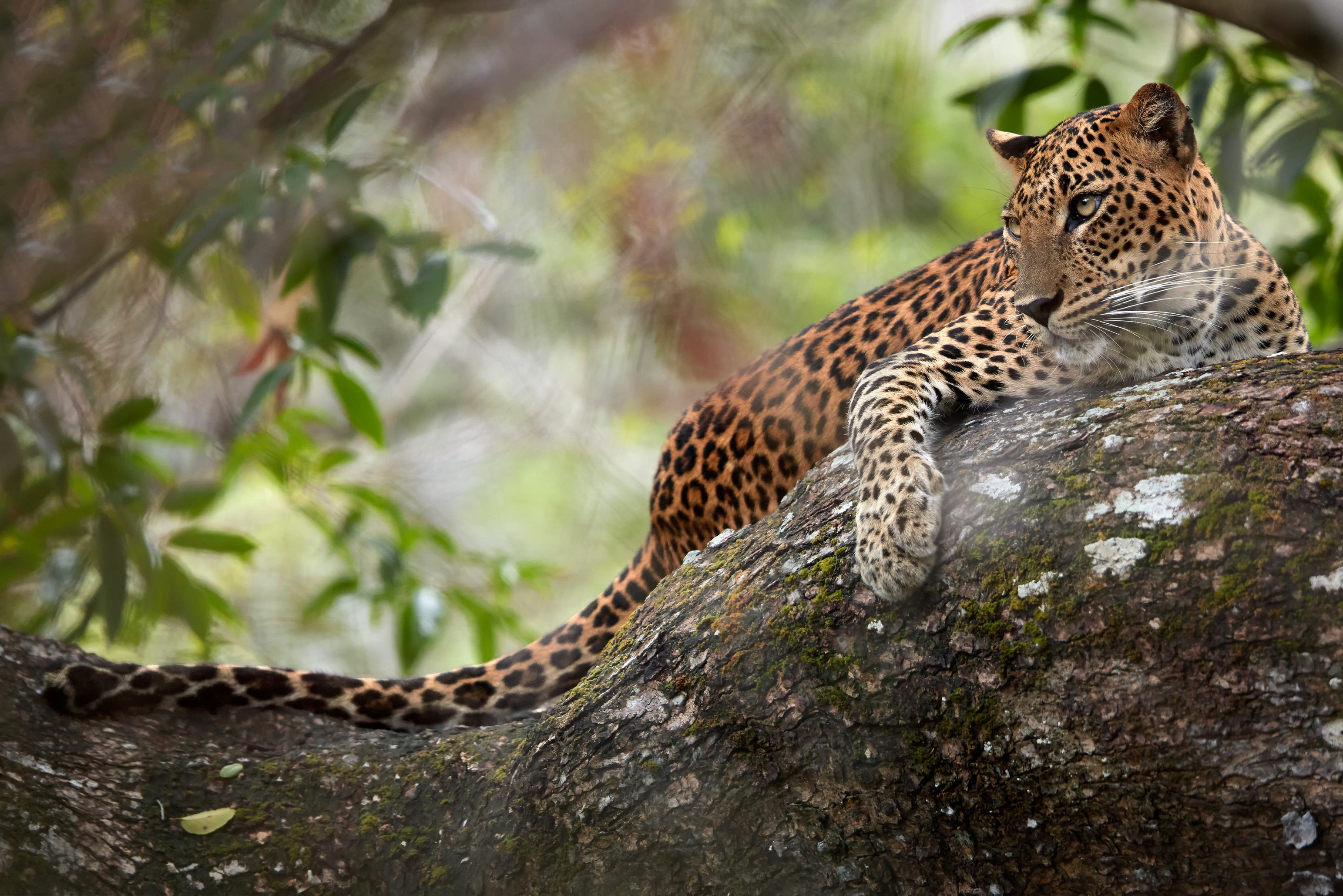 Luipaard in Wilpattu Sri Lanka