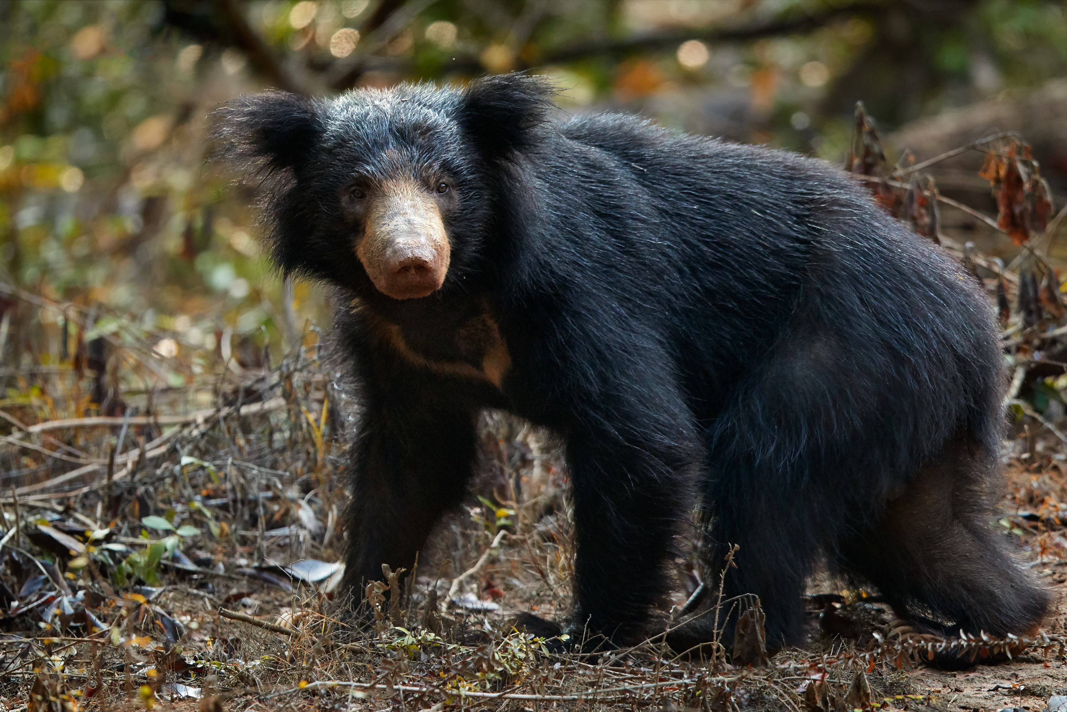 Lippenbeer in Wilpattu Sri Lanka