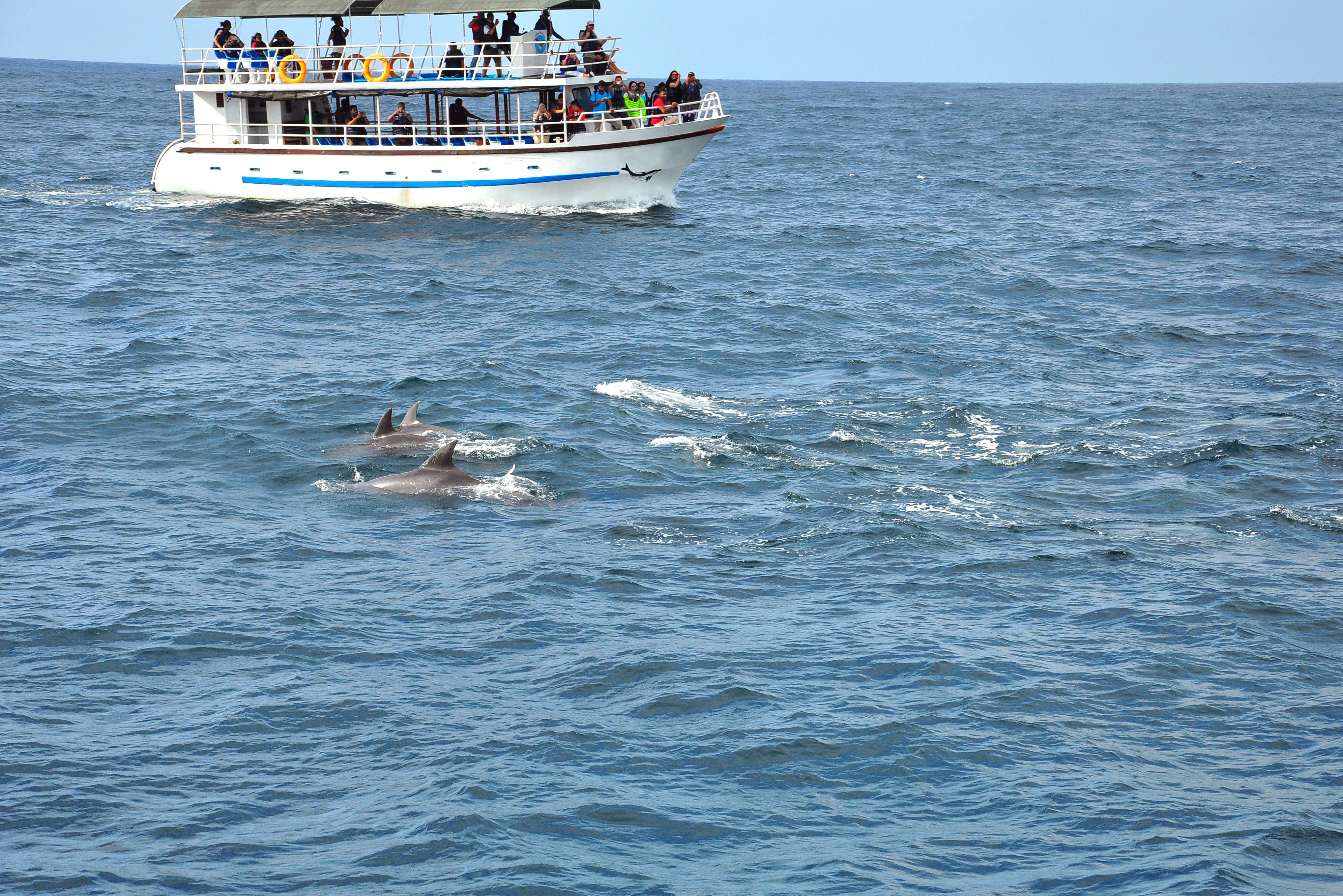 Dolfijnen cruise in Mirissa in Sri Lanka