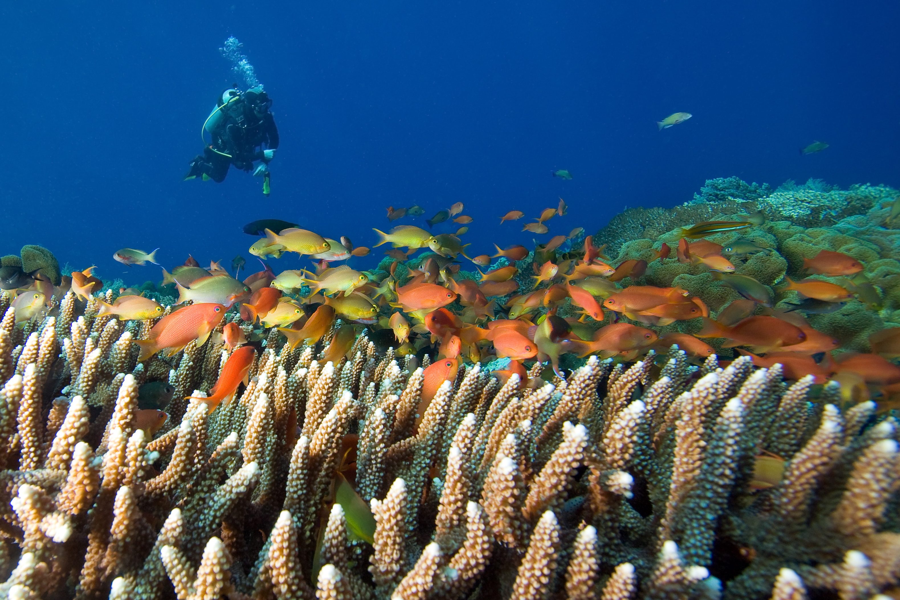 Duiken aan de oostkust van Sri Lanka