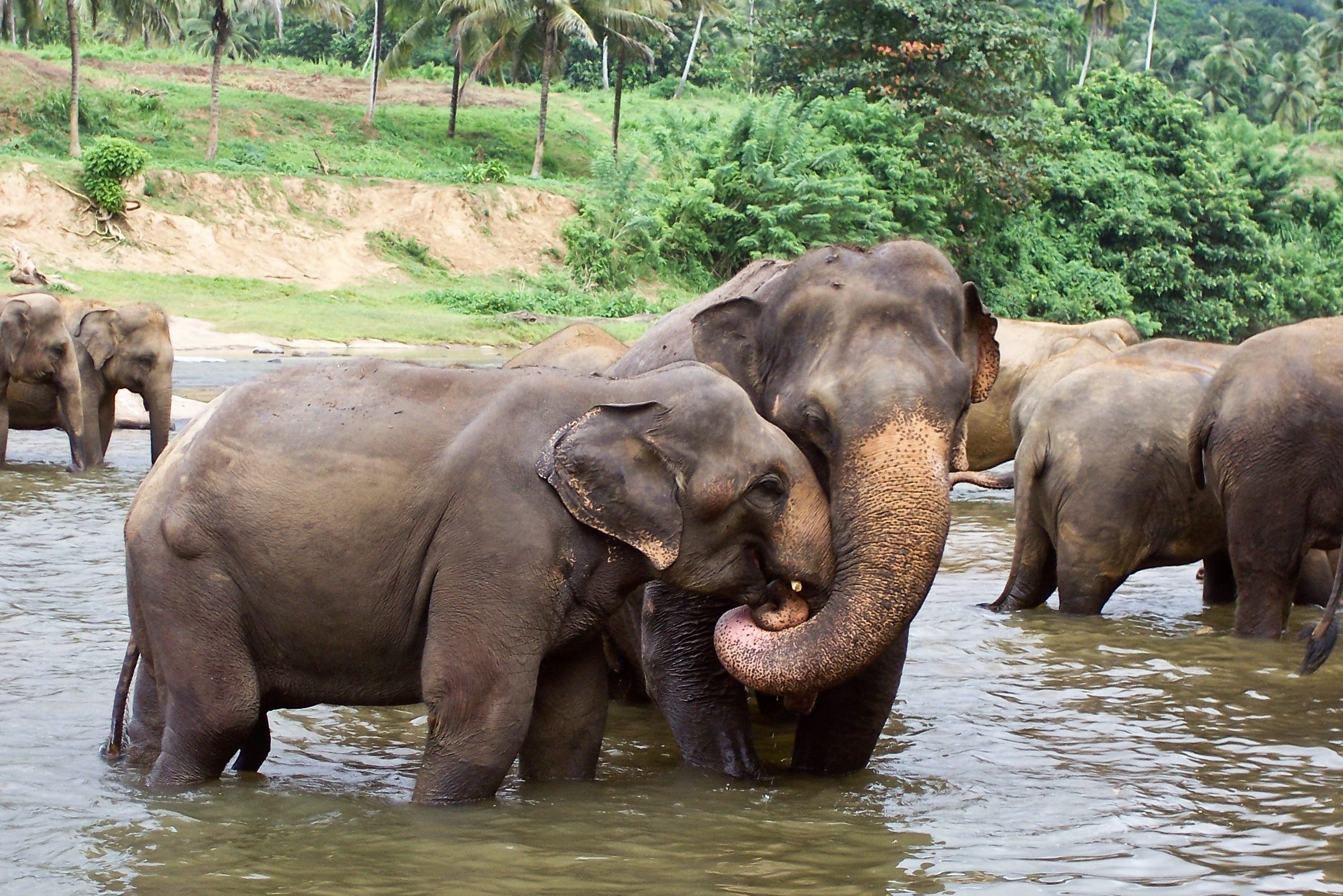 Olifanten in Wilpattu National Park in Sri Lanka