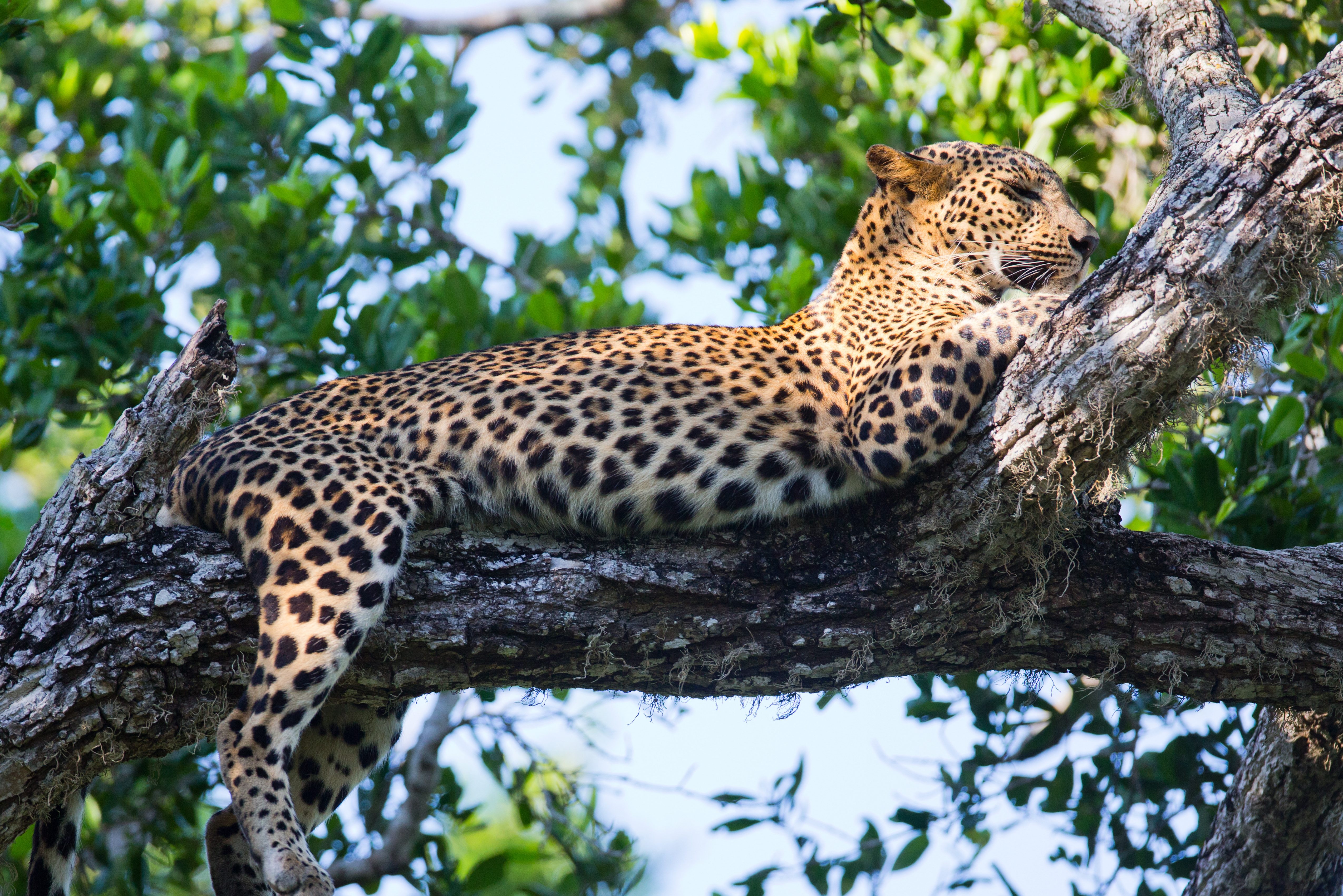 Luipaard in Yala National Park