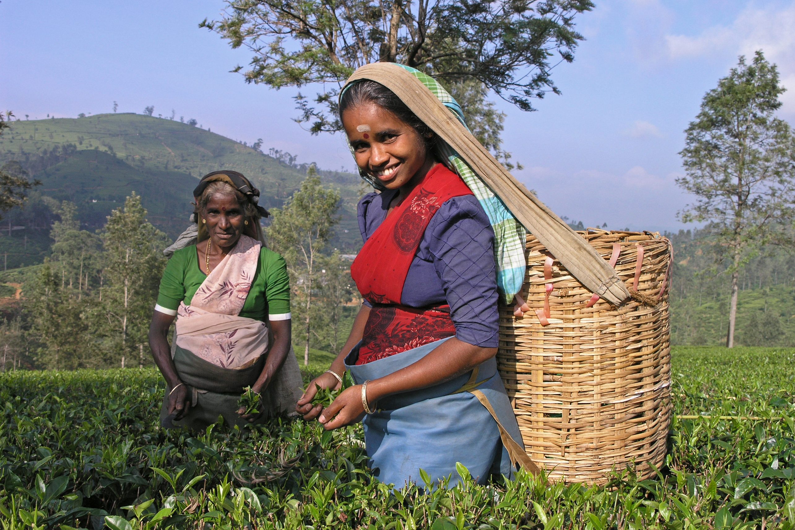 Theepluksters in Nuwara Eliya