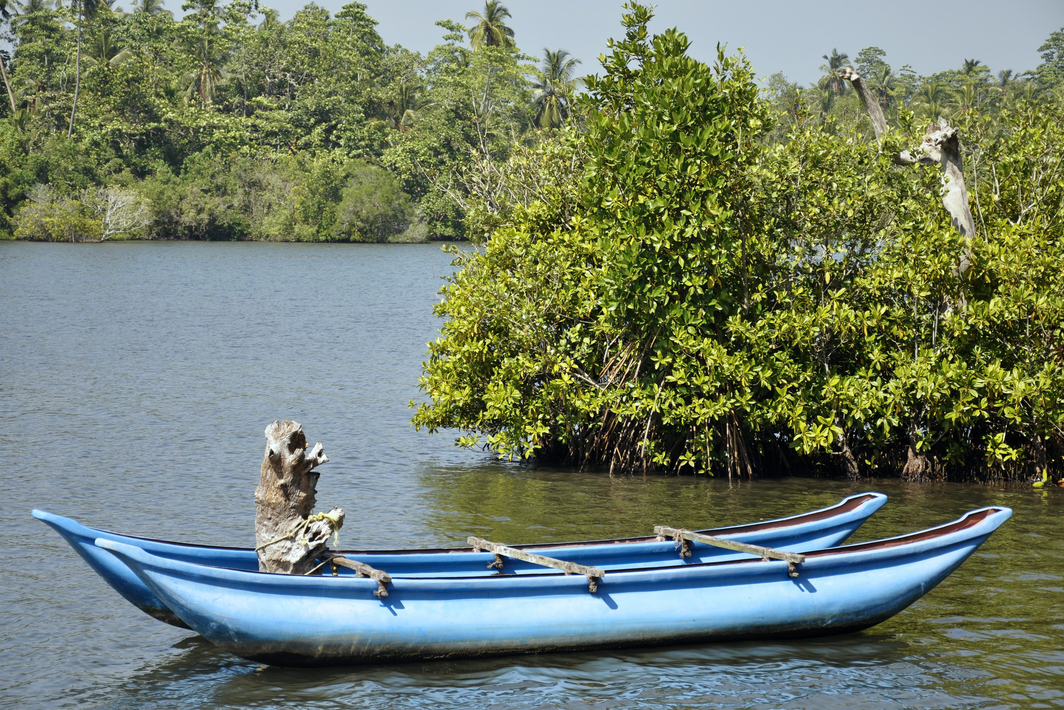 Mangroves van Negombo in Sri Lanka