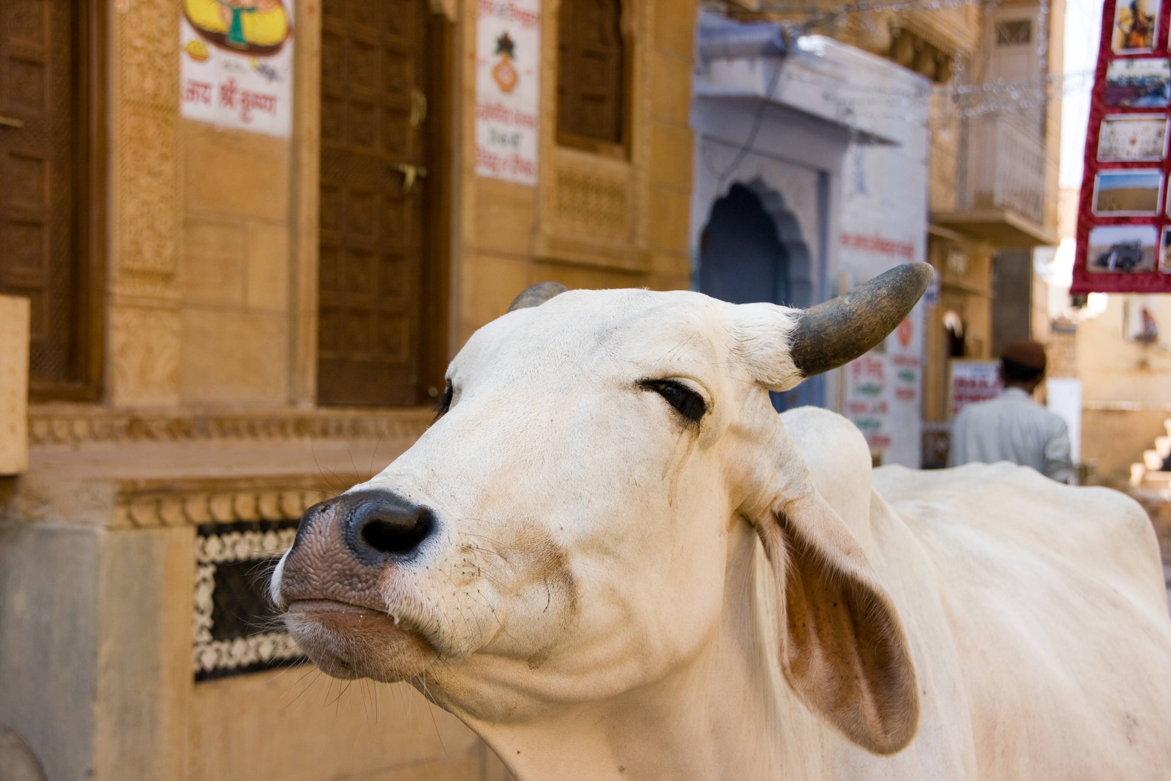 De heilige koe in India