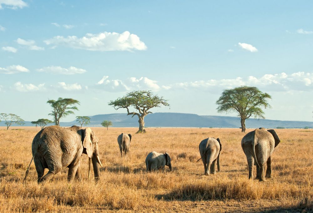 Safari Discover Tanzania