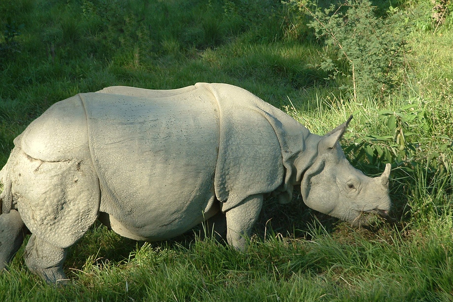 Neushoorn in Chitwan in Nepal