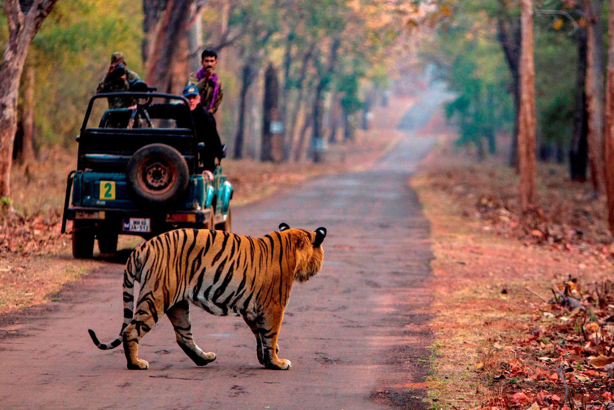 Tijger safari in India