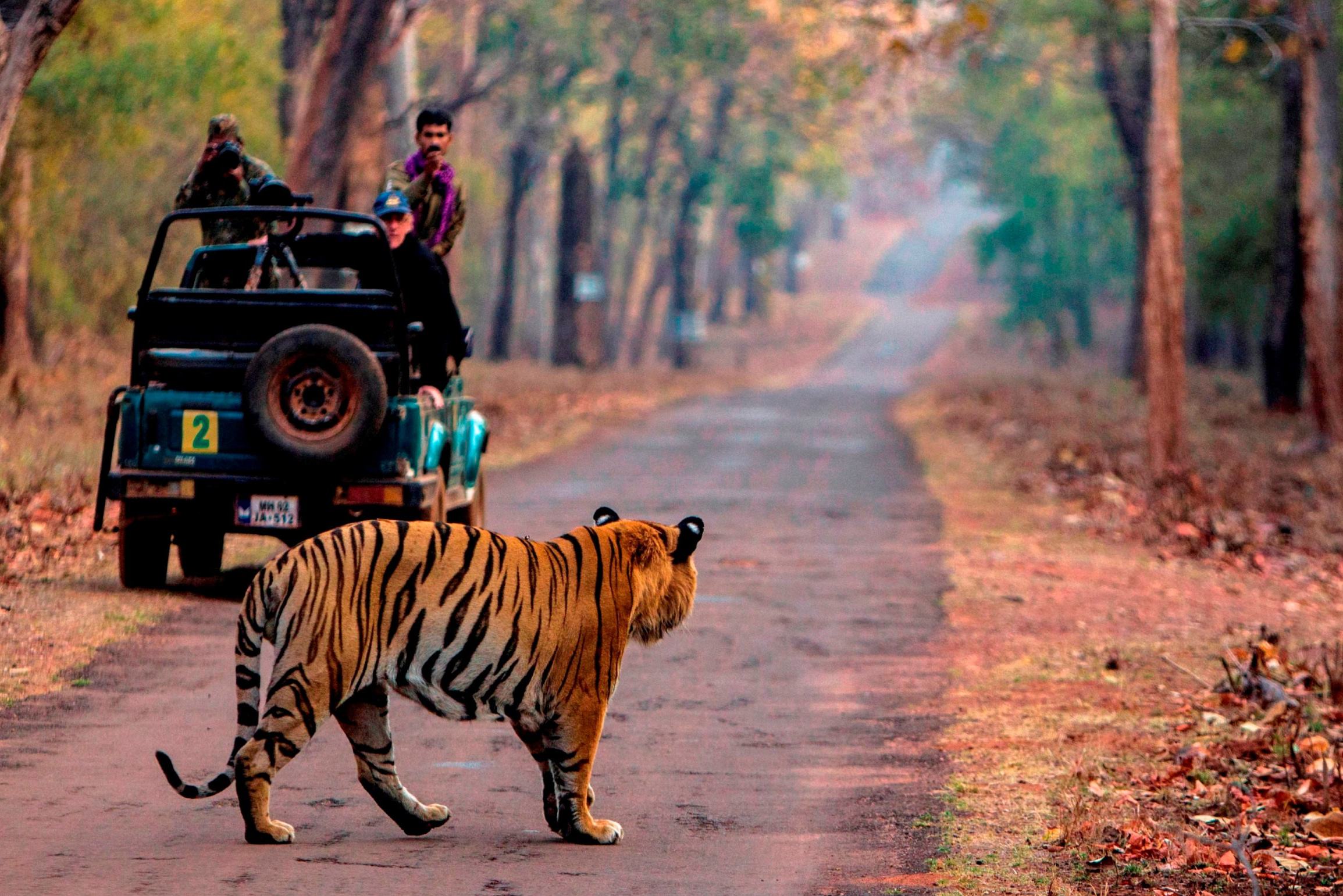 Tijger safari in India