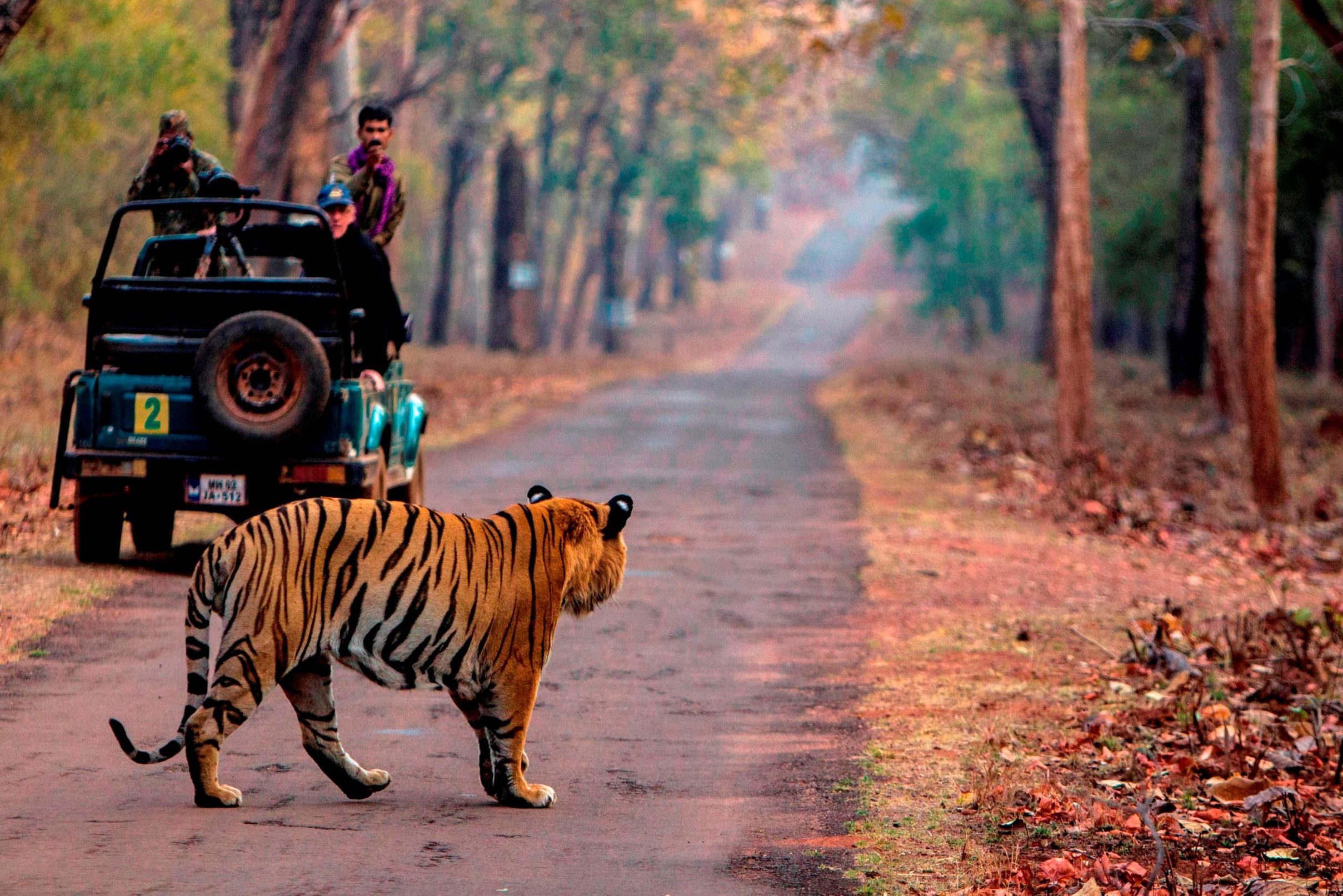 Tijger safari in Ranthambore in India
