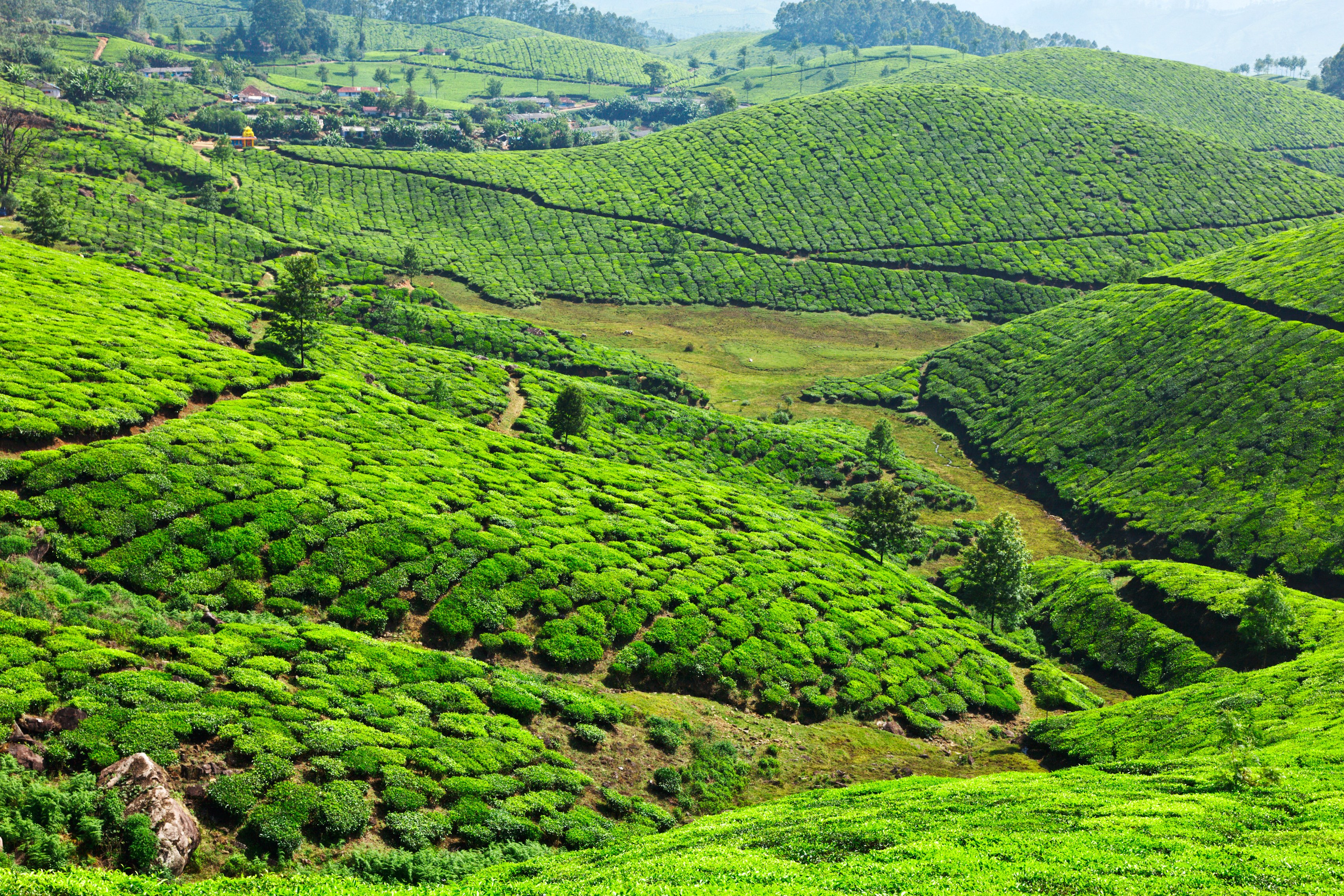 Theeplantages in Munnar in Kerala in India