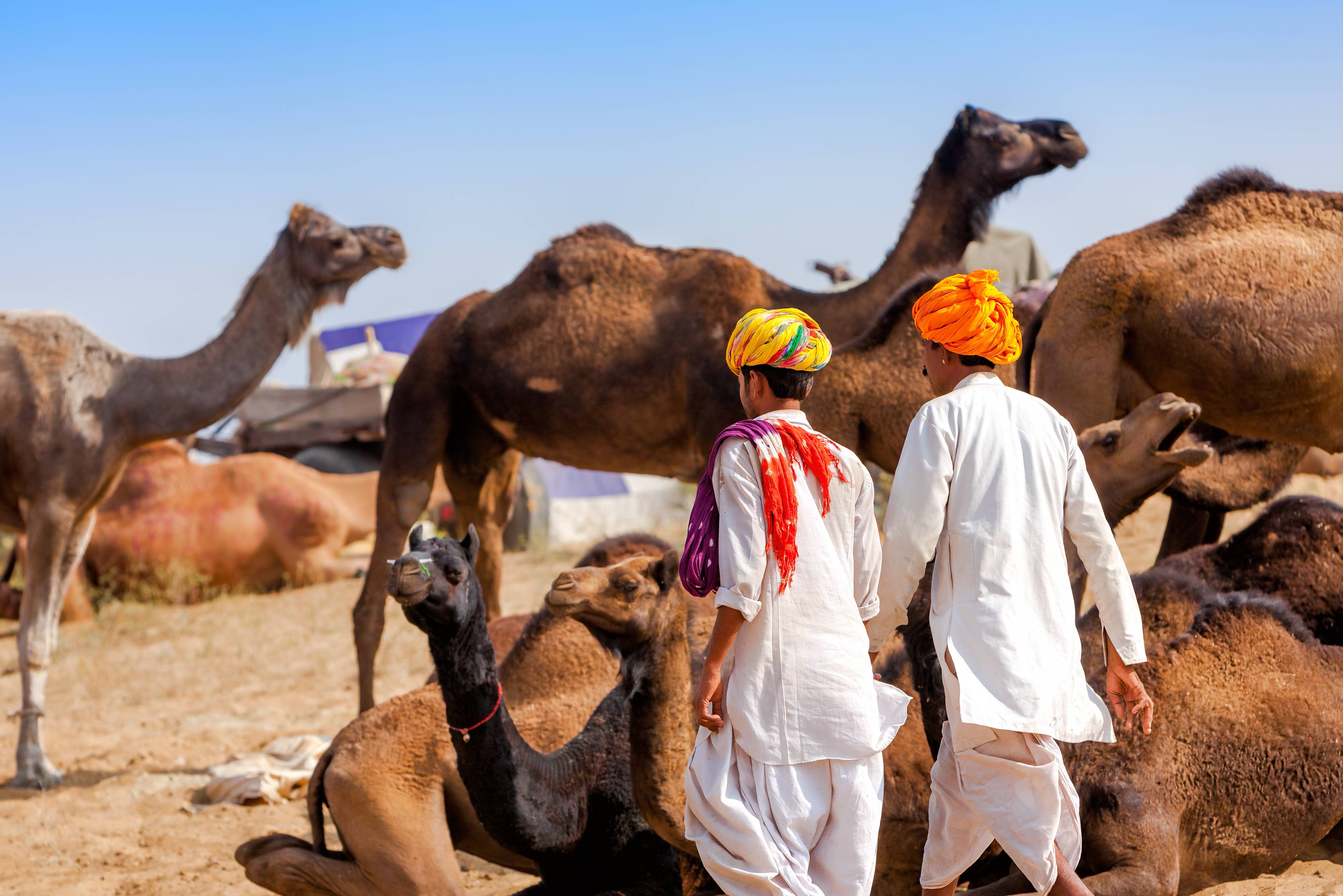 Kamelen festival in Pushkar