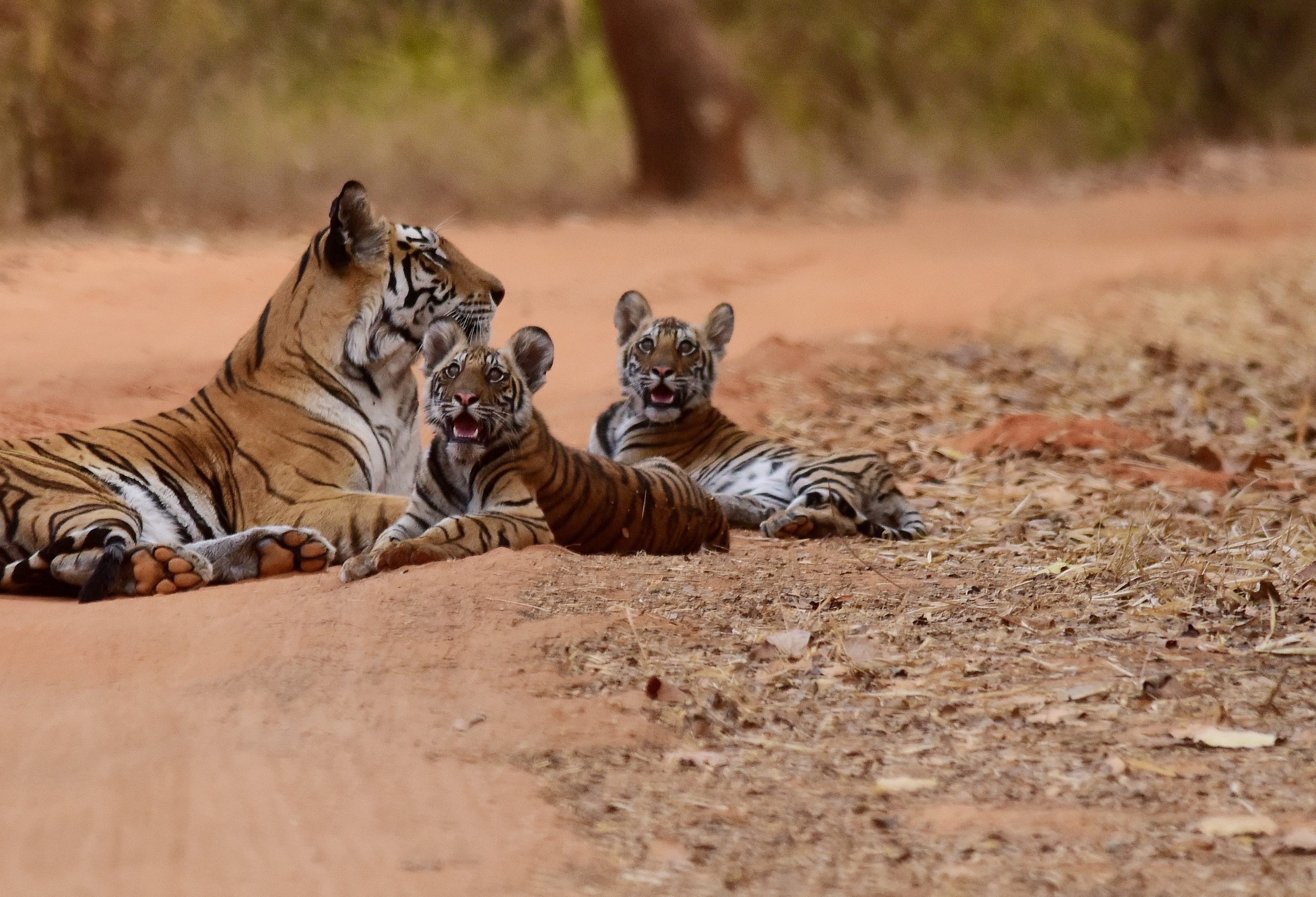 Tijgers in Ranthamore in India
