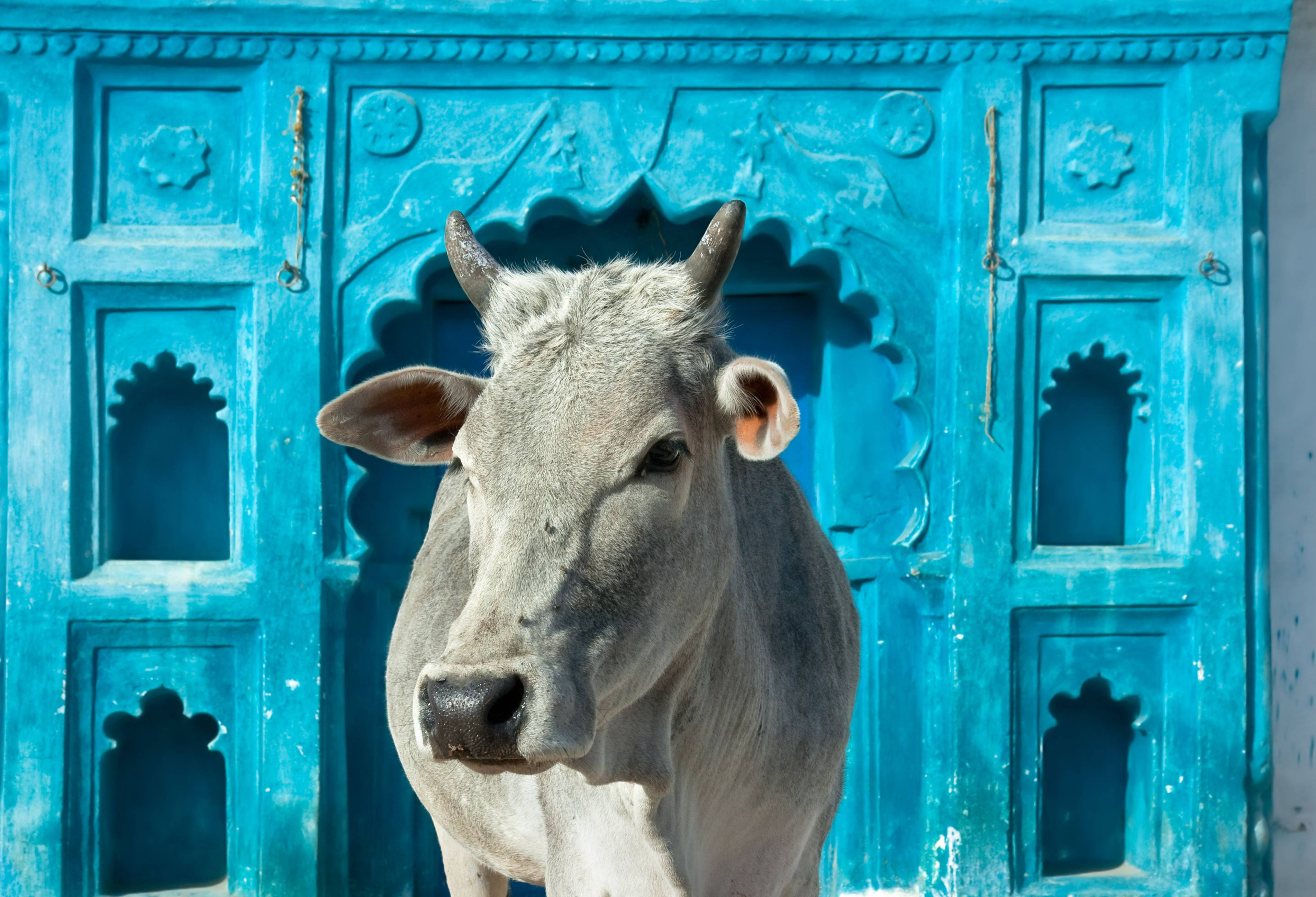 De heilige koe in India