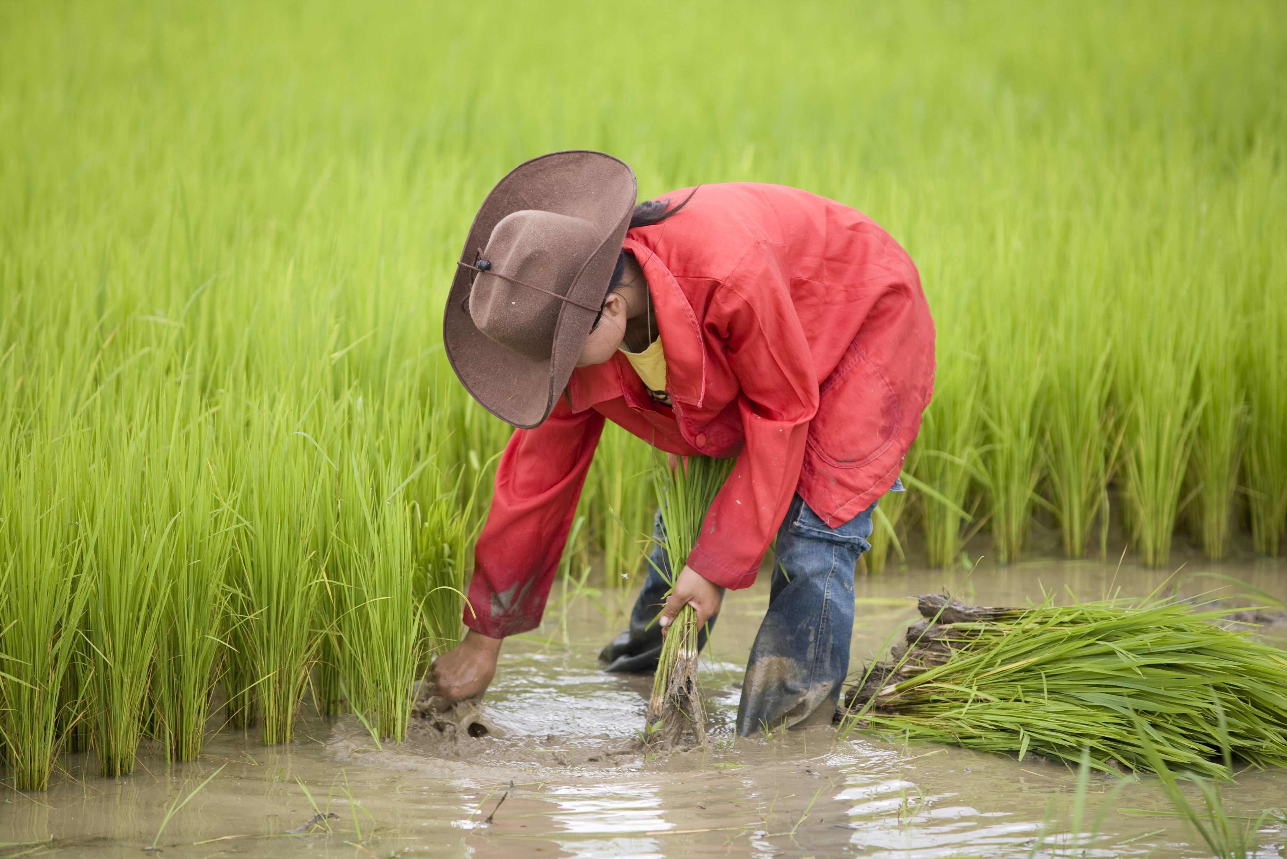 Werken op het rijstveld op het platteland van Laos