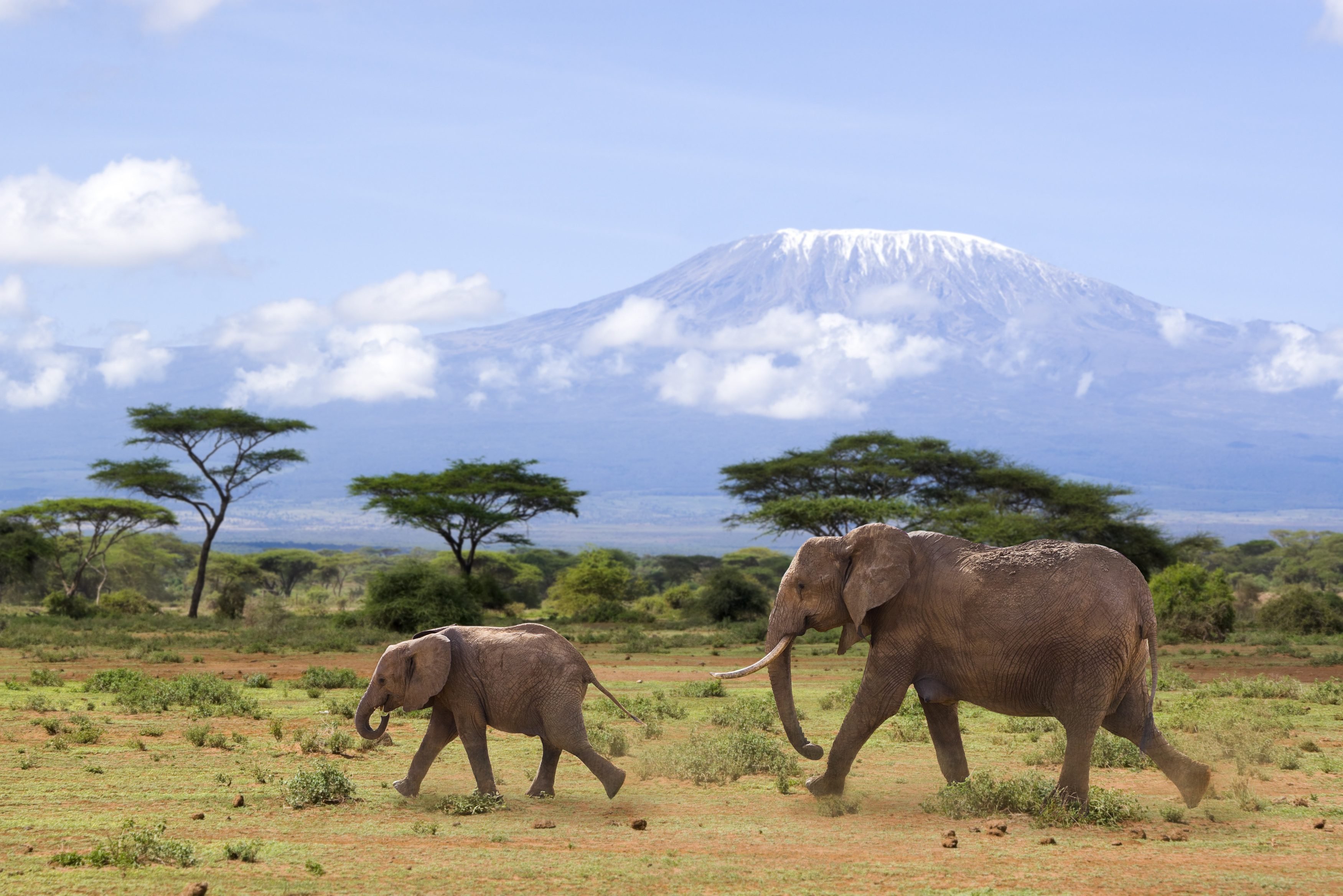  Private Safari Kenia  thumbnail