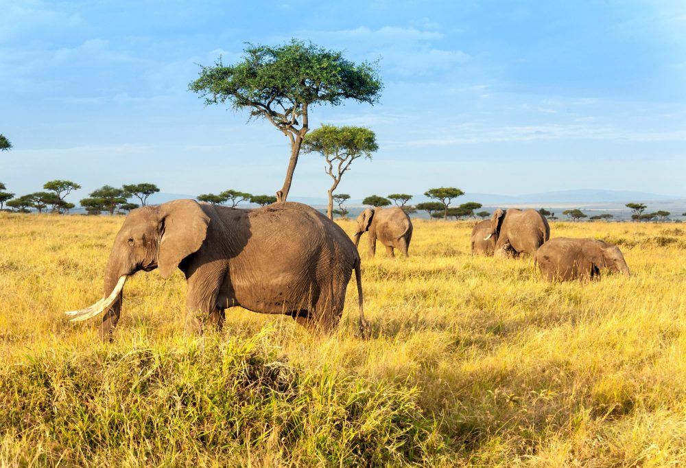Safari Kenia Highlights