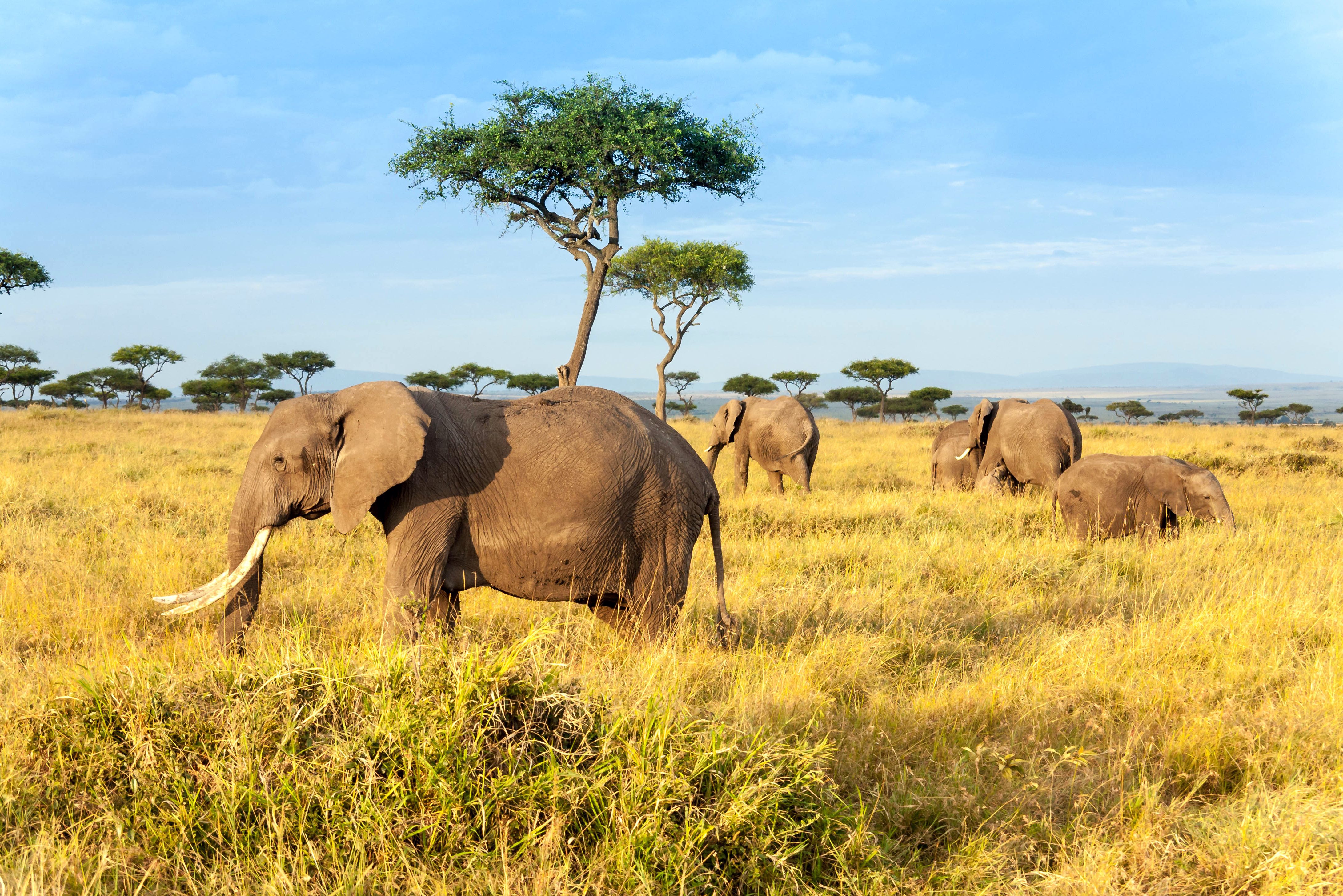 kenia safari dieren