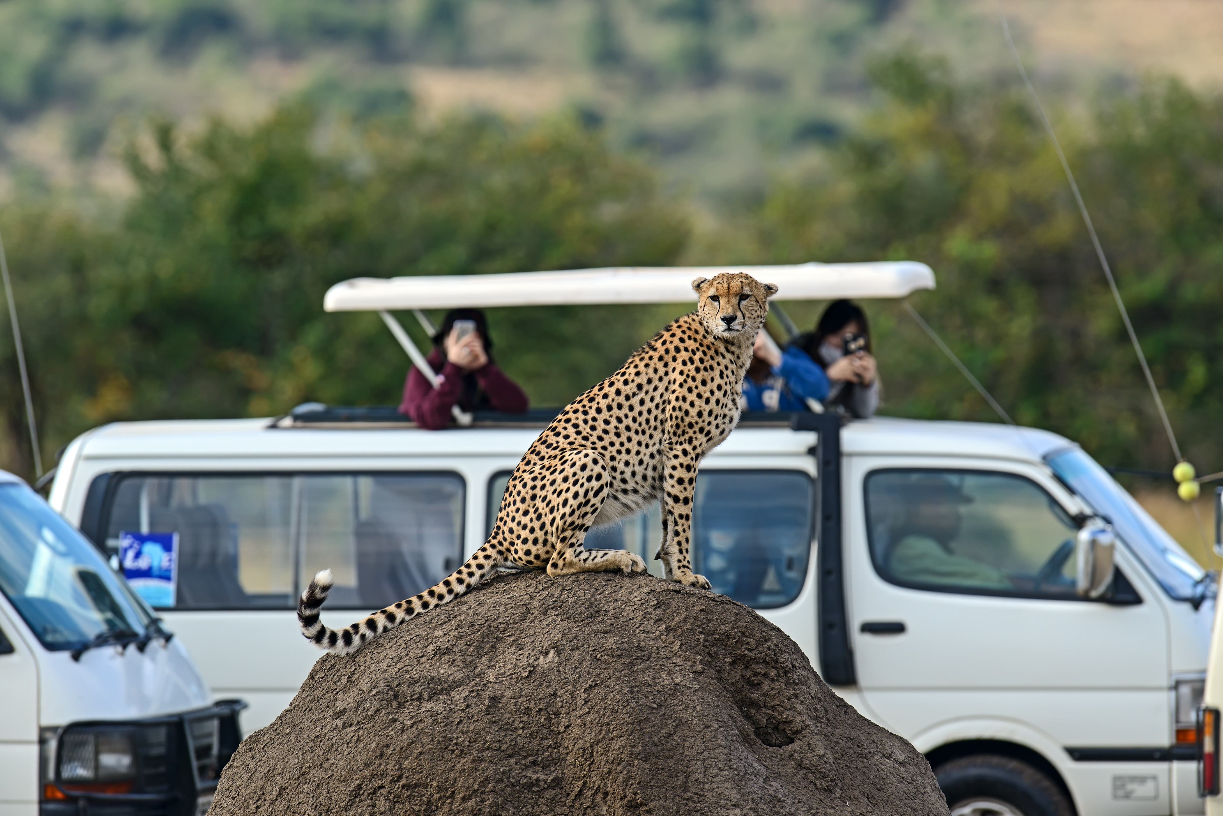  Safari Kenia 2022  thumbnail