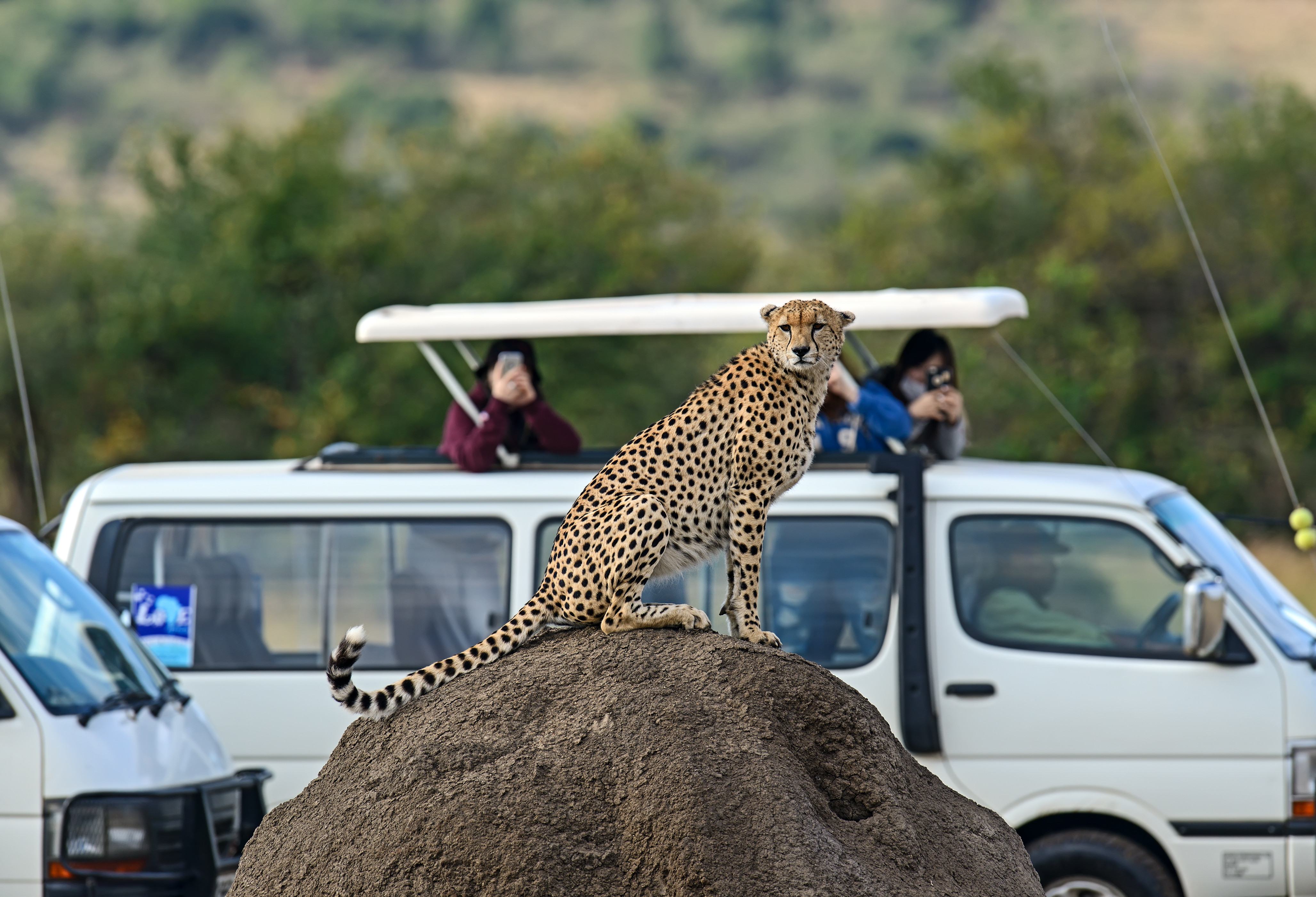 Jachtluipaard op rots in Masai Mara in Kenia