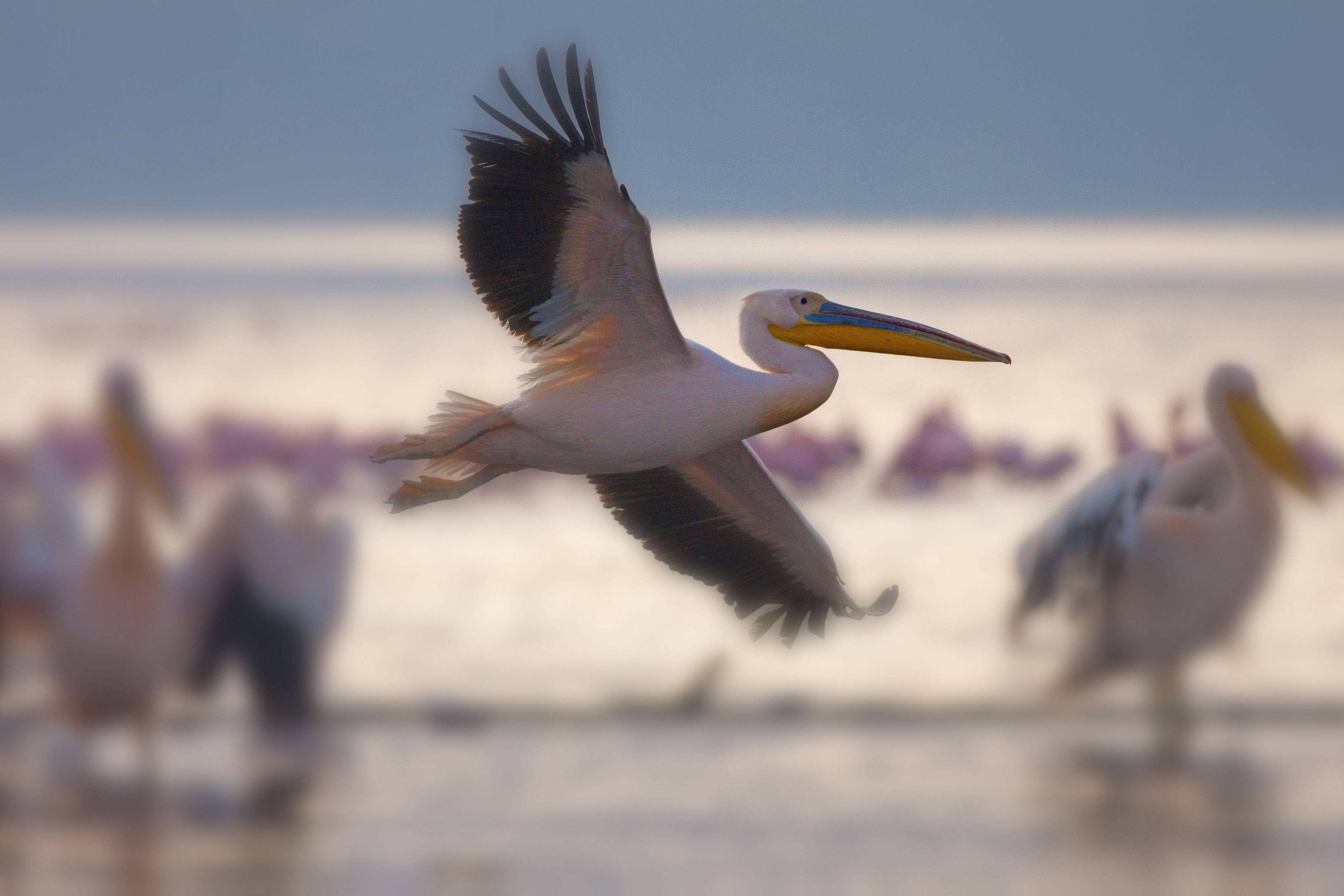 Pelikanen in het Lake Nakuru National Park in Kenia