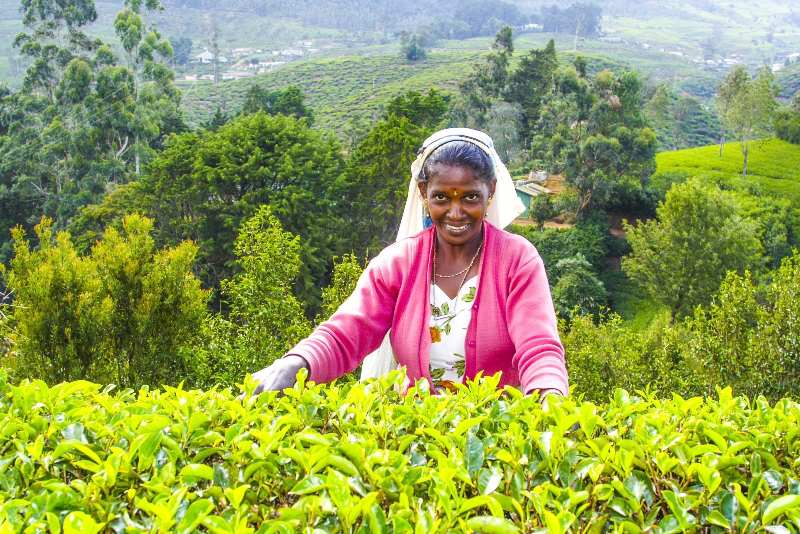 Jetwings st andrews in nuwara eliya sri lanka