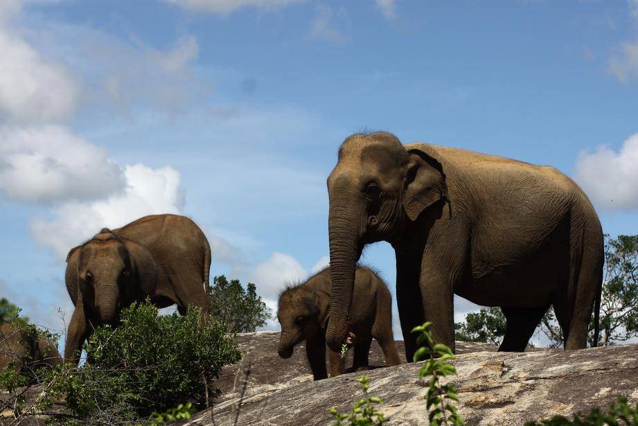 cinnamon wild yala in sri lanka