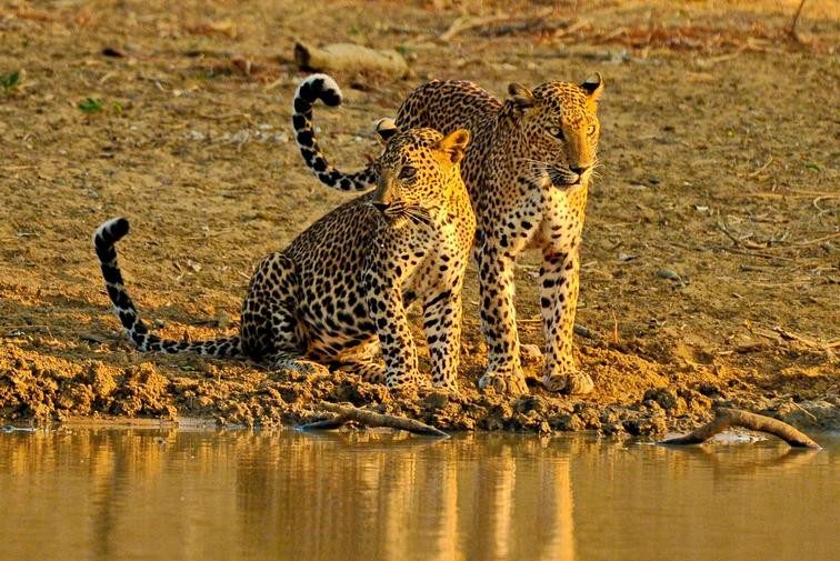 cinnamon wild yala in sri lanka