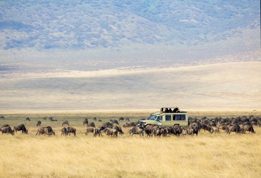 Wildlife Experience Kenia &amp; Tanzania