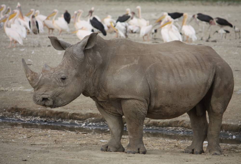 Grand Tour Kenia &amp; Tanzania